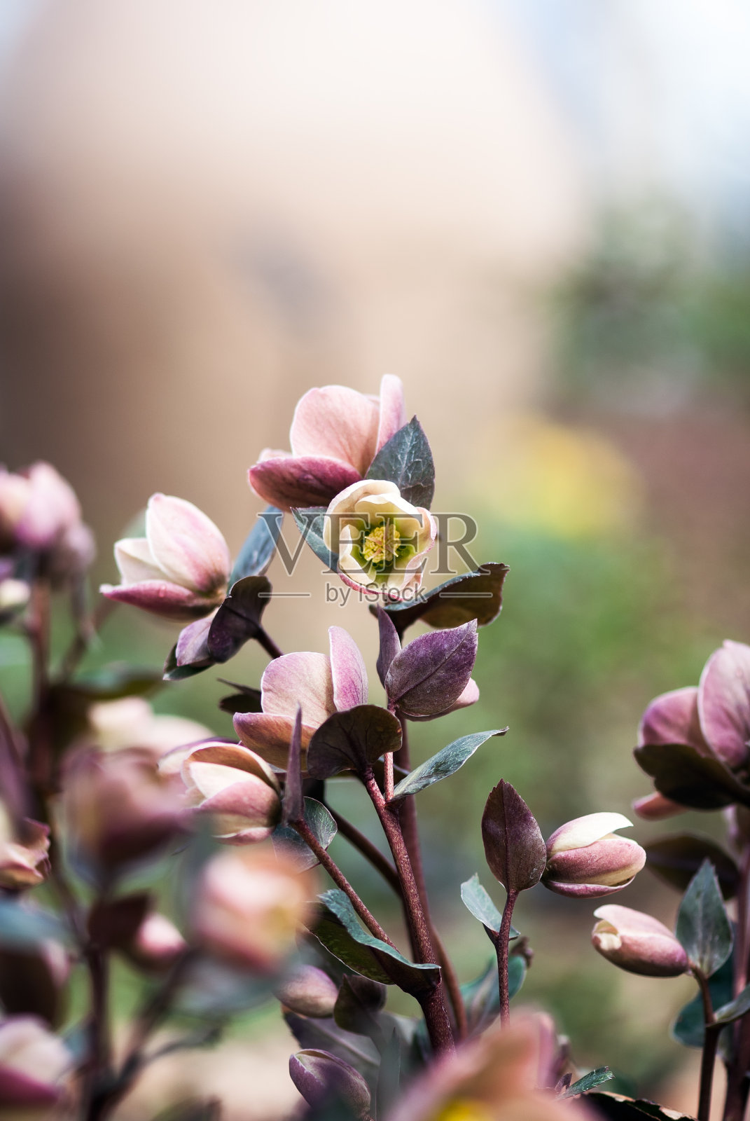 粉红色开花植物特写照片摄影图片