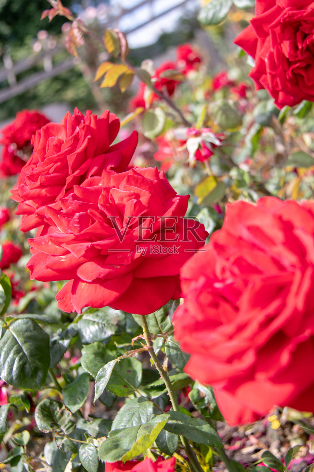 充满活力的红玫瑰盛开与绿色的叶子，选择性的焦点，自然的日光，理想的背景或花卉主题。照片摄影图片