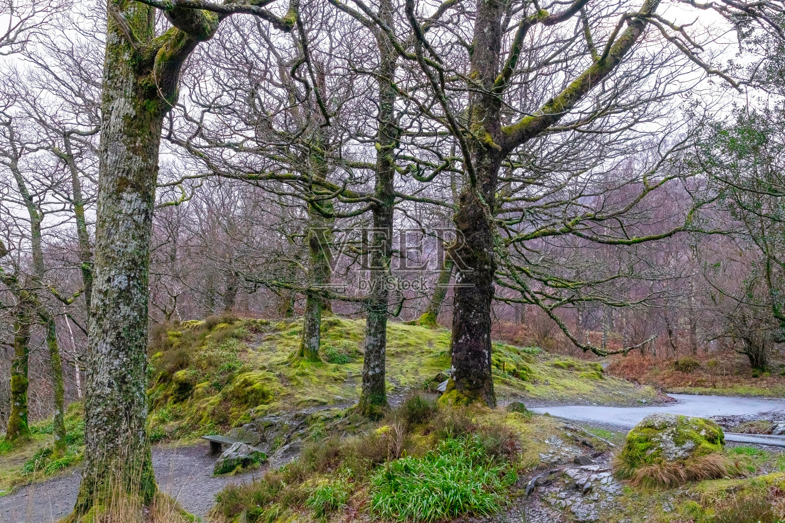 英国湖区宁静的森林里，绿树成荫，绿树成荫，还有一条小溪。照片摄影图片