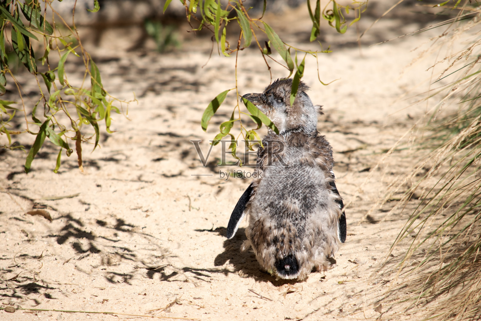 企鹅在沙滩上照片摄影图片