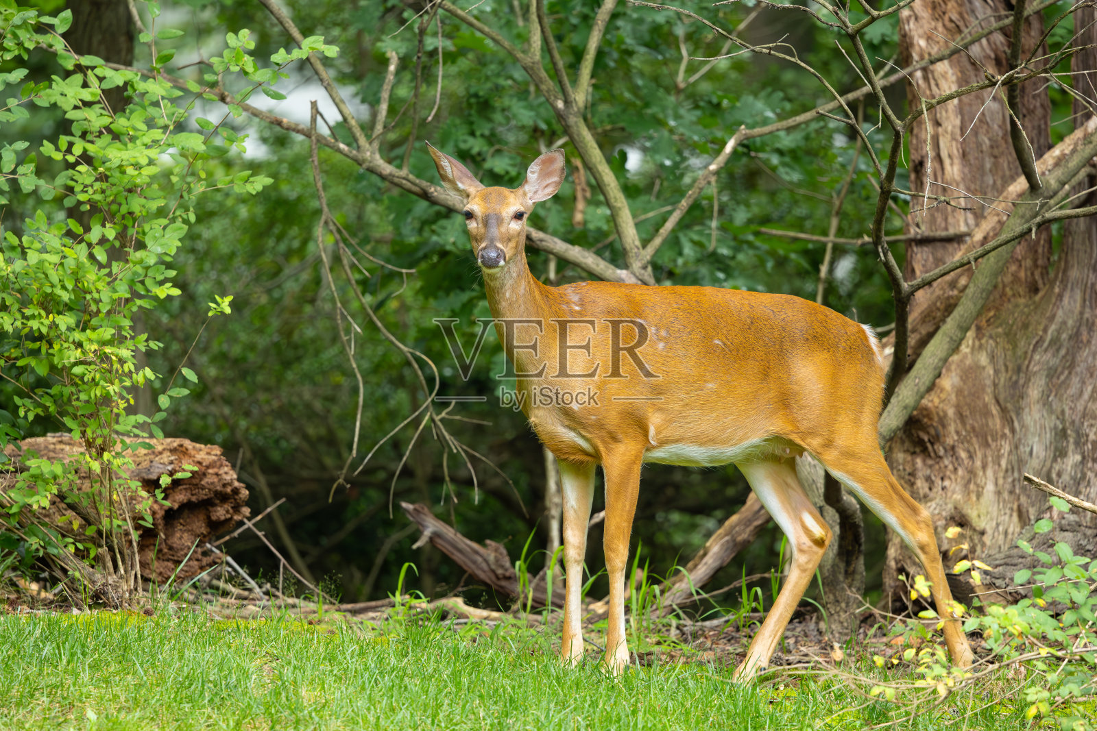 森林里的雌白尾鹿照片摄影图片