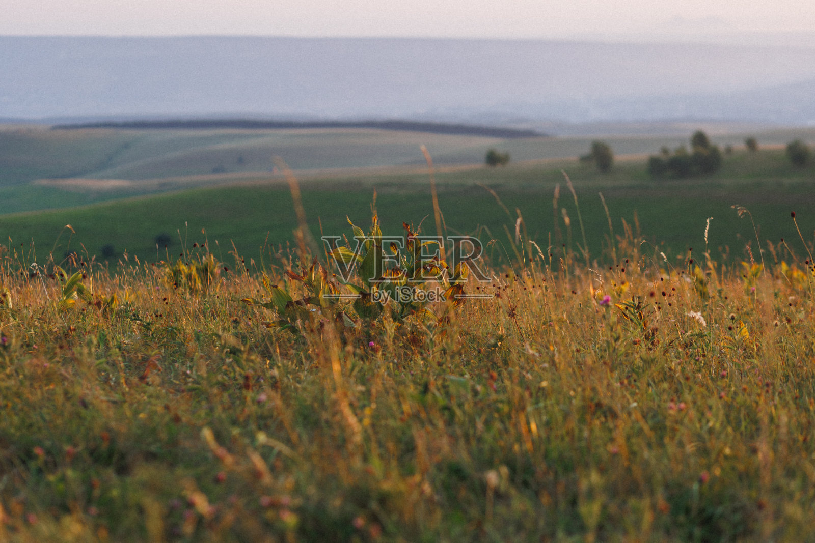 高大的草，鲜花，和一座山在背景照片摄影图片