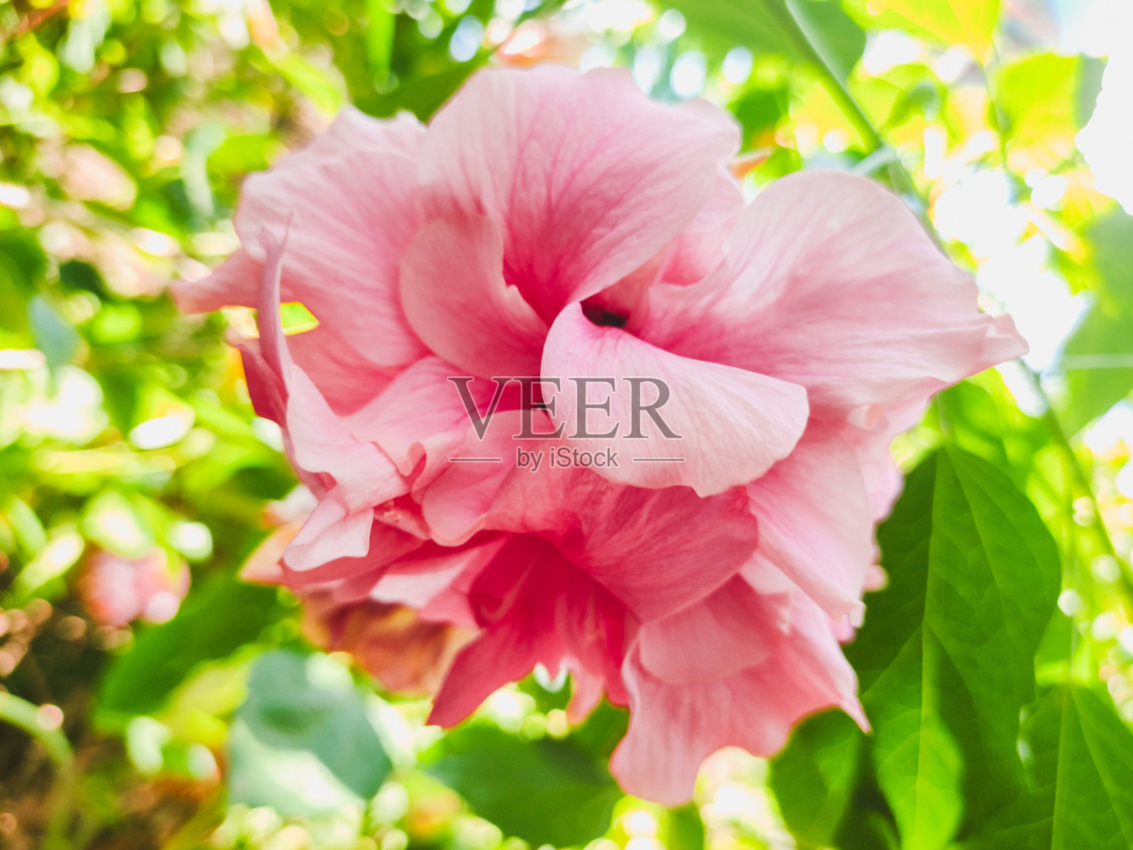 粉红色的花叫木槿，绿色的叶子为背景照片摄影图片