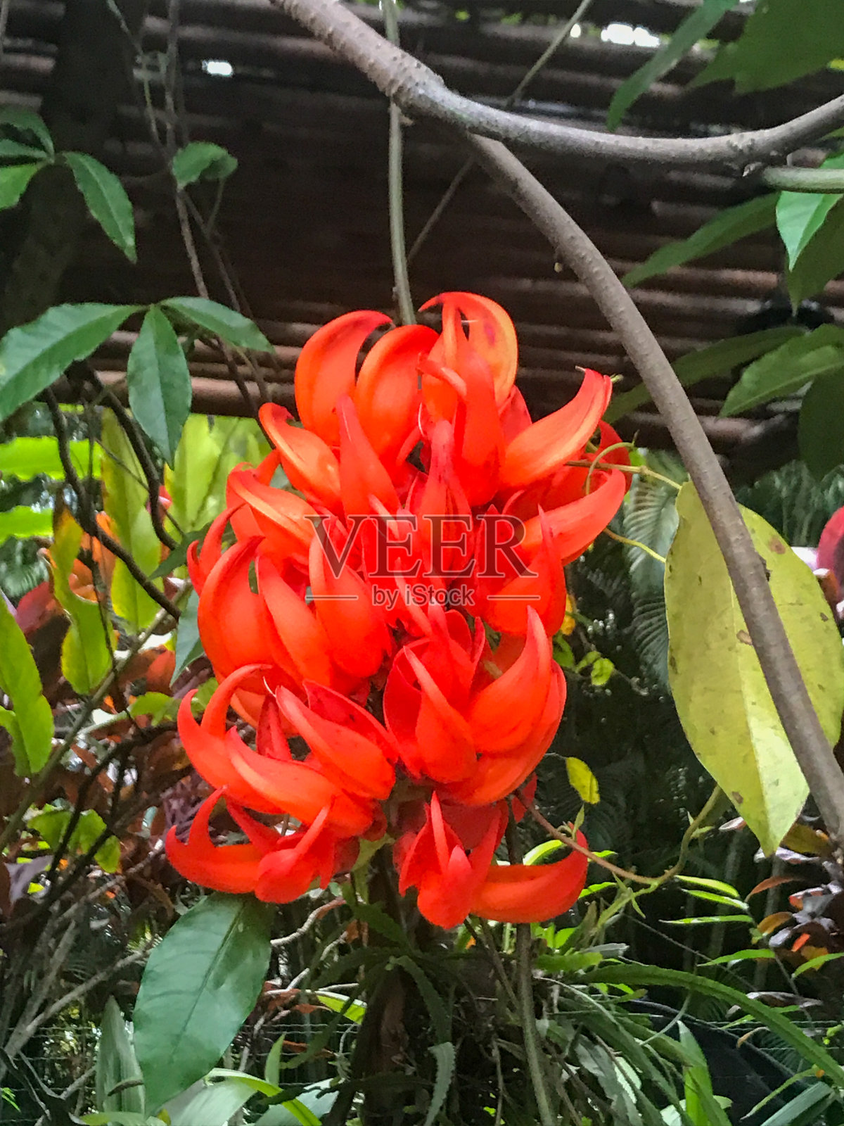 开红花。群照片摄影图片