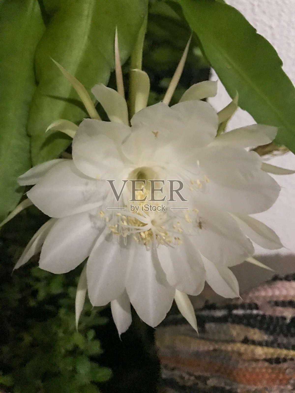 美洲鸯鸳茉莉照片摄影图片