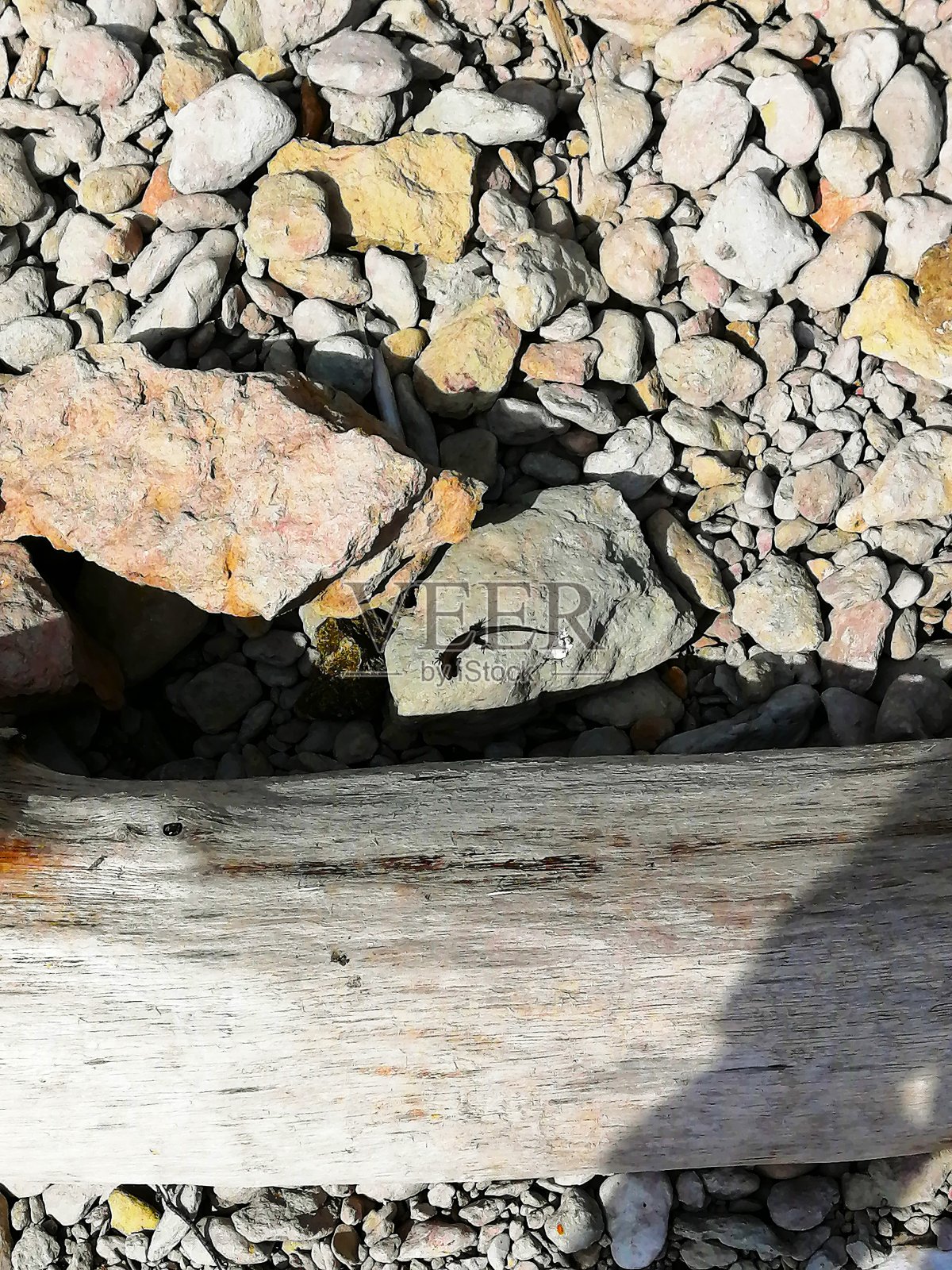 夏日里，一只蜥蜴坐在岩石上照片摄影图片