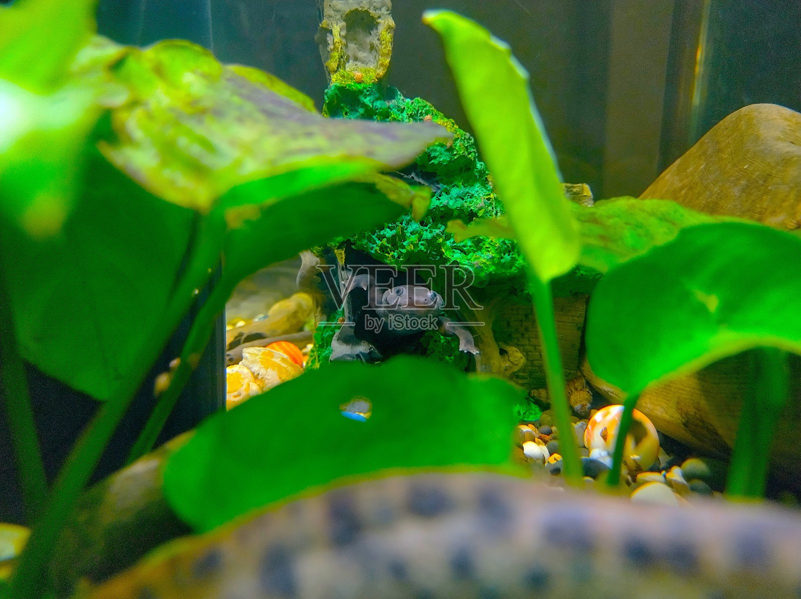 两只蝾螈坐在一起照片摄影图片