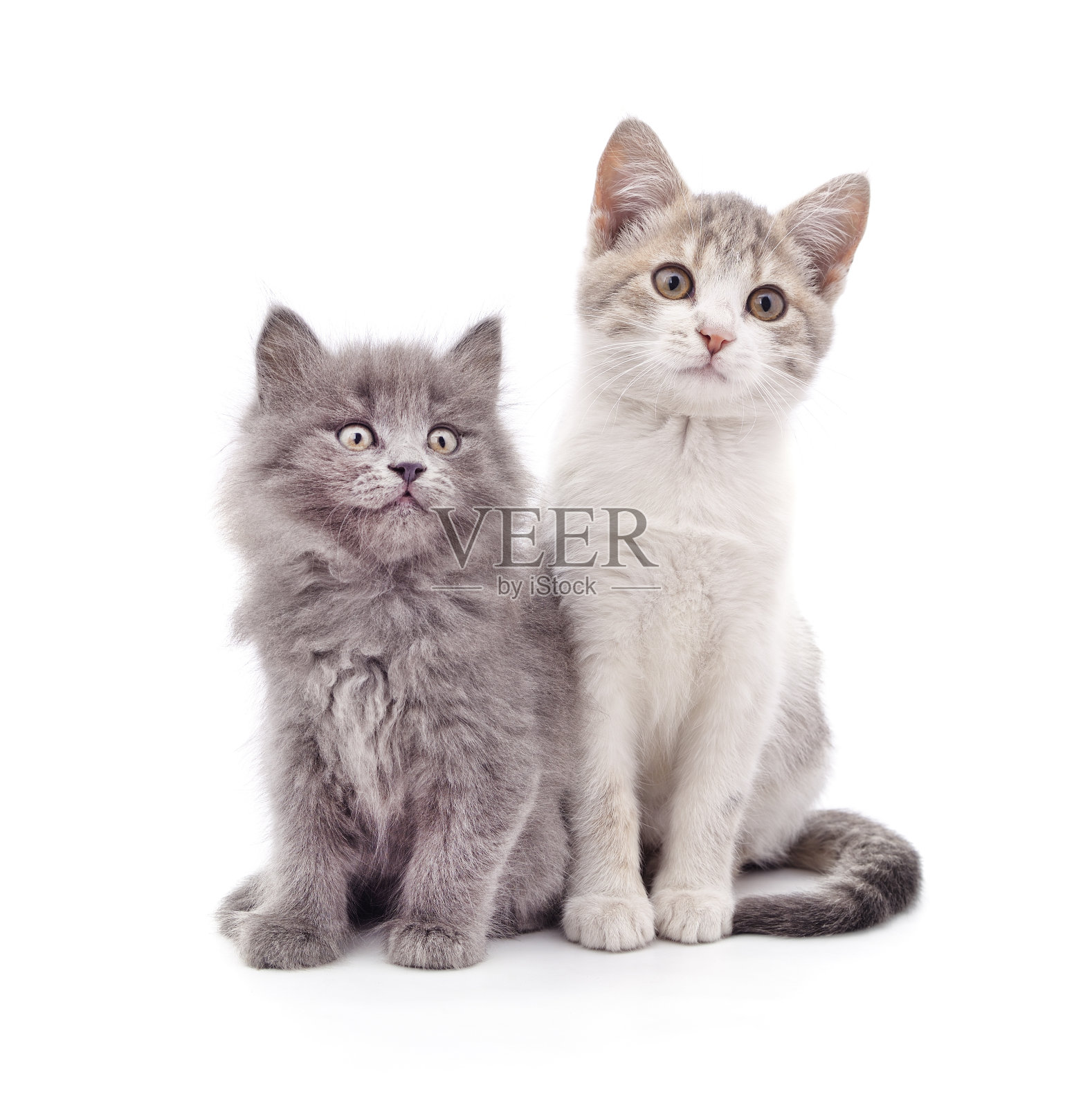 两只小猫。照片摄影图片