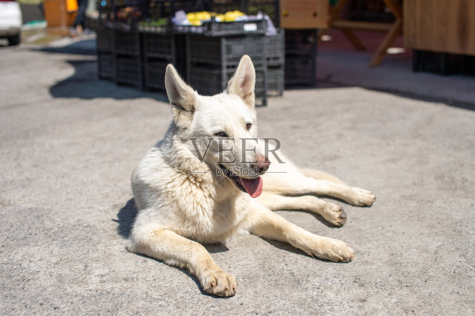 一只善良的白色大流浪狗躺在地上照片摄影图片