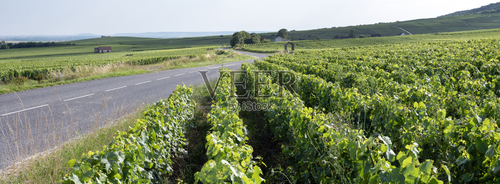 位于法国兰斯和埃佩尔内之间香槟区的葡萄园照片摄影图片