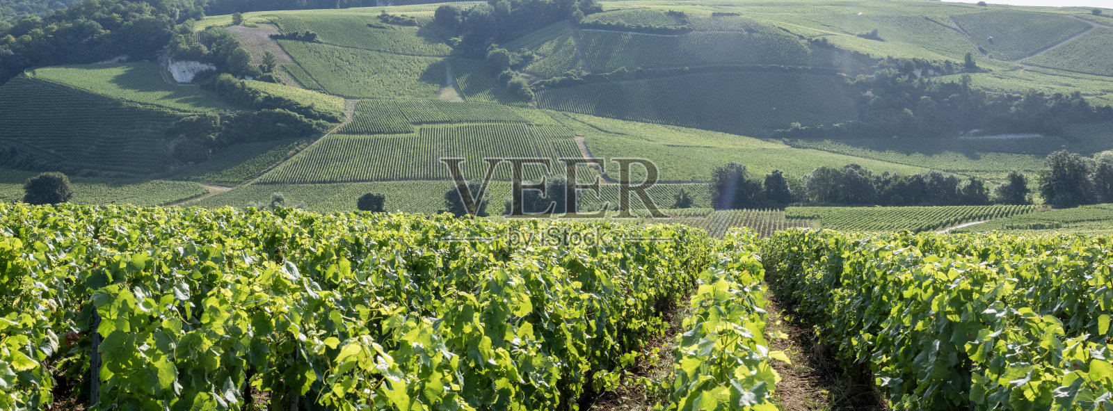 位于法国兰斯和埃佩尔内之间香槟区的葡萄园照片摄影图片