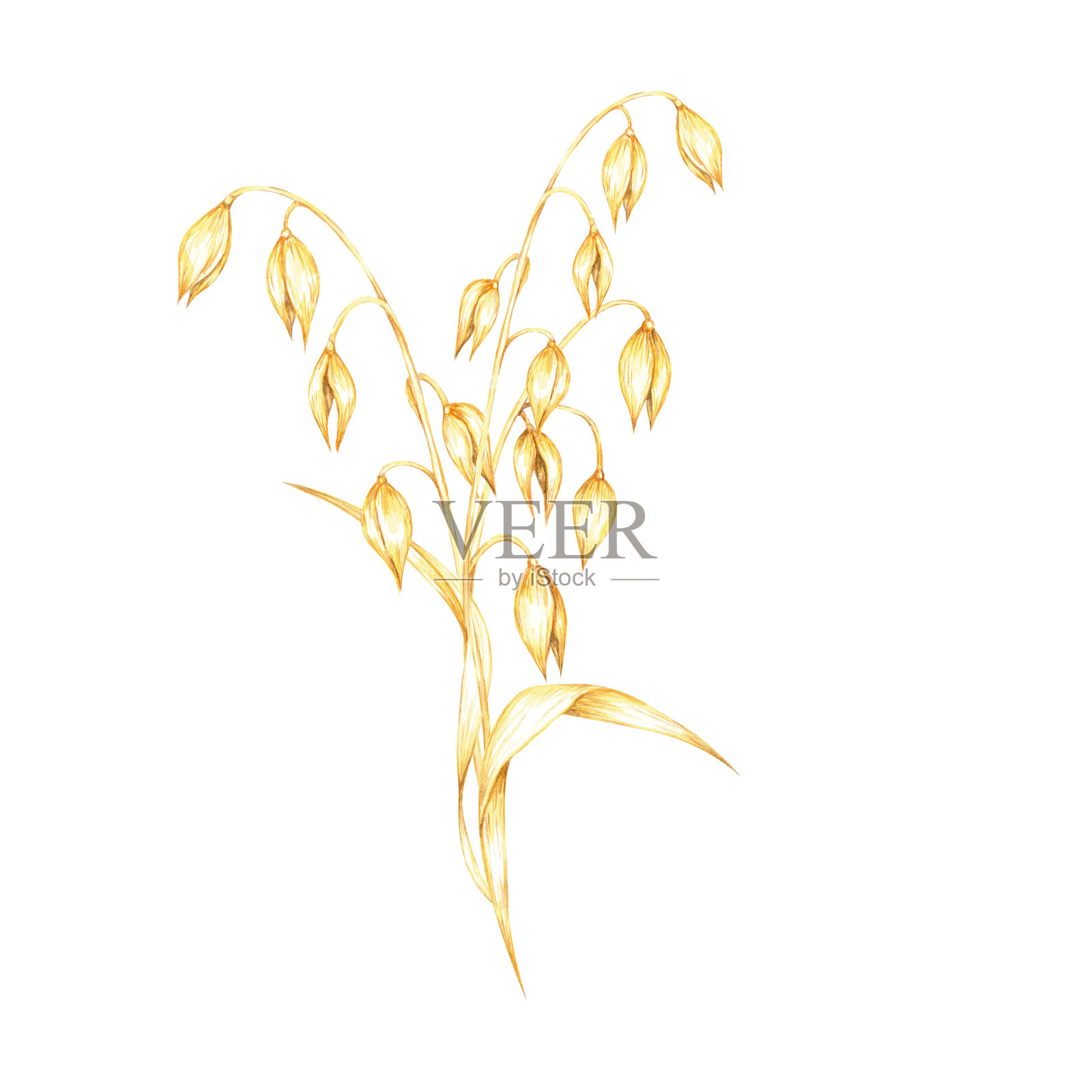 燕麦秆上有一簇簇金黄色的燕麦粒。燕麦成分。用于天然健康产品品牌的水彩剪贴画插画图片素材