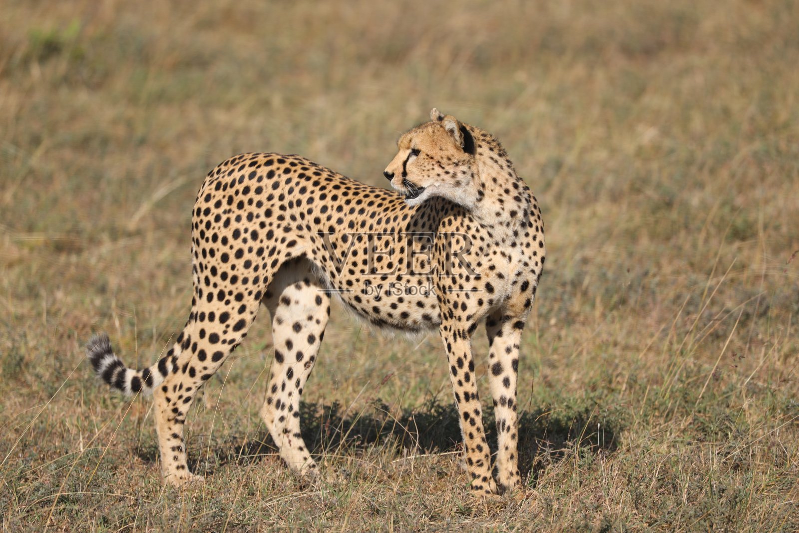 猎豹回头看照片摄影图片