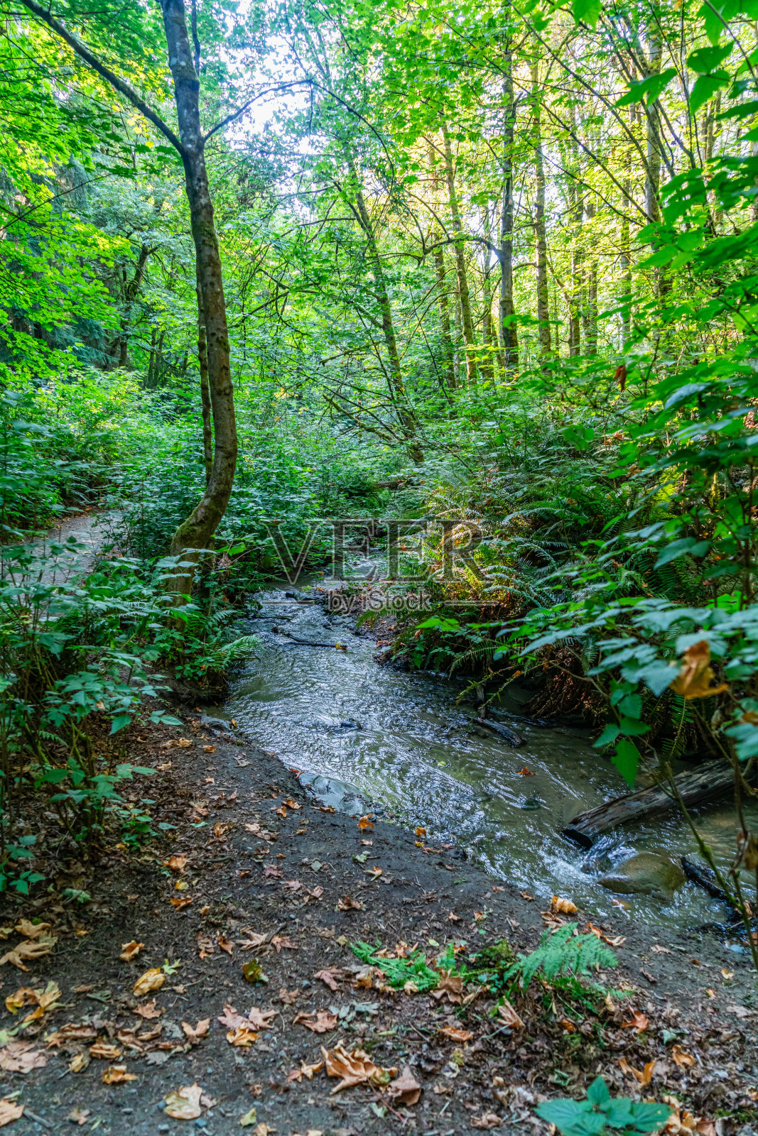 Dash Point Water特写照片摄影图片