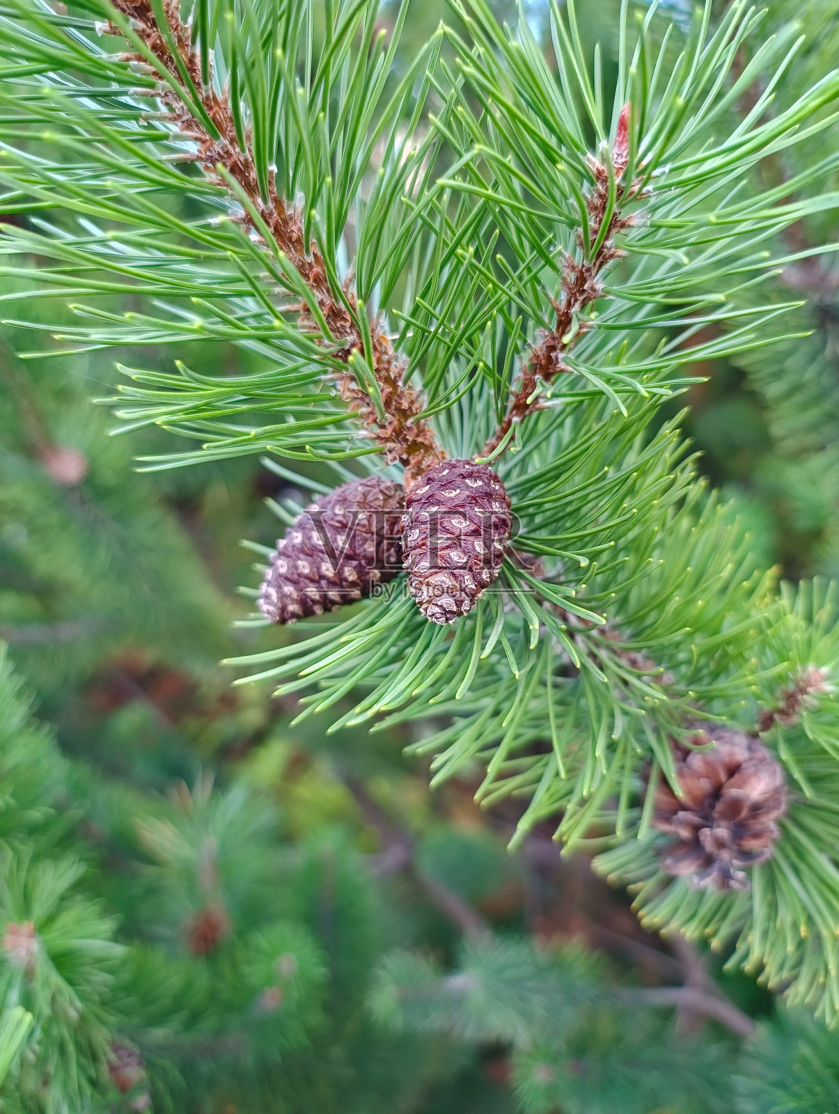 带球果的松枝照片摄影图片