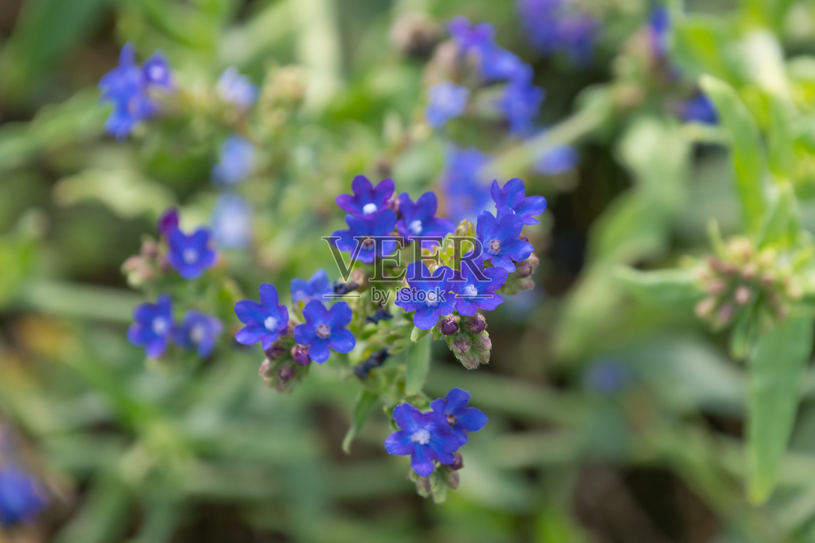 美丽的蓝色安丘花，特写。普通的bugloss，普通的alkanet。照片摄影图片