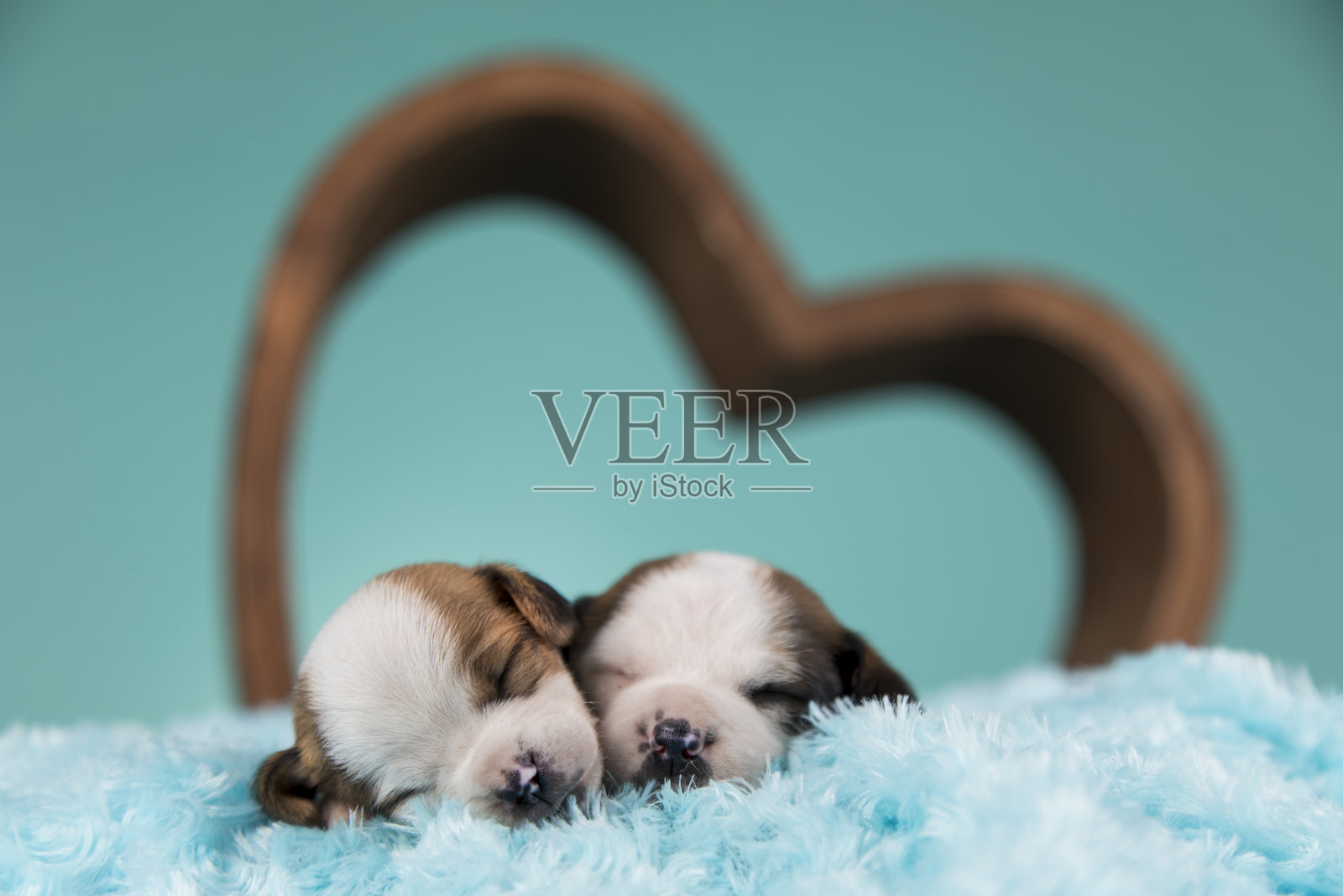 爱狗在睡觉照片摄影图片