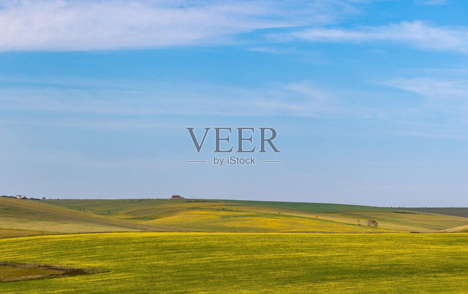 宁静的景色，连绵起伏的丘陵，郁郁葱葱的绿色和黄色的田野，在晴朗的蓝天下，英国七姐妹。照片摄影图片