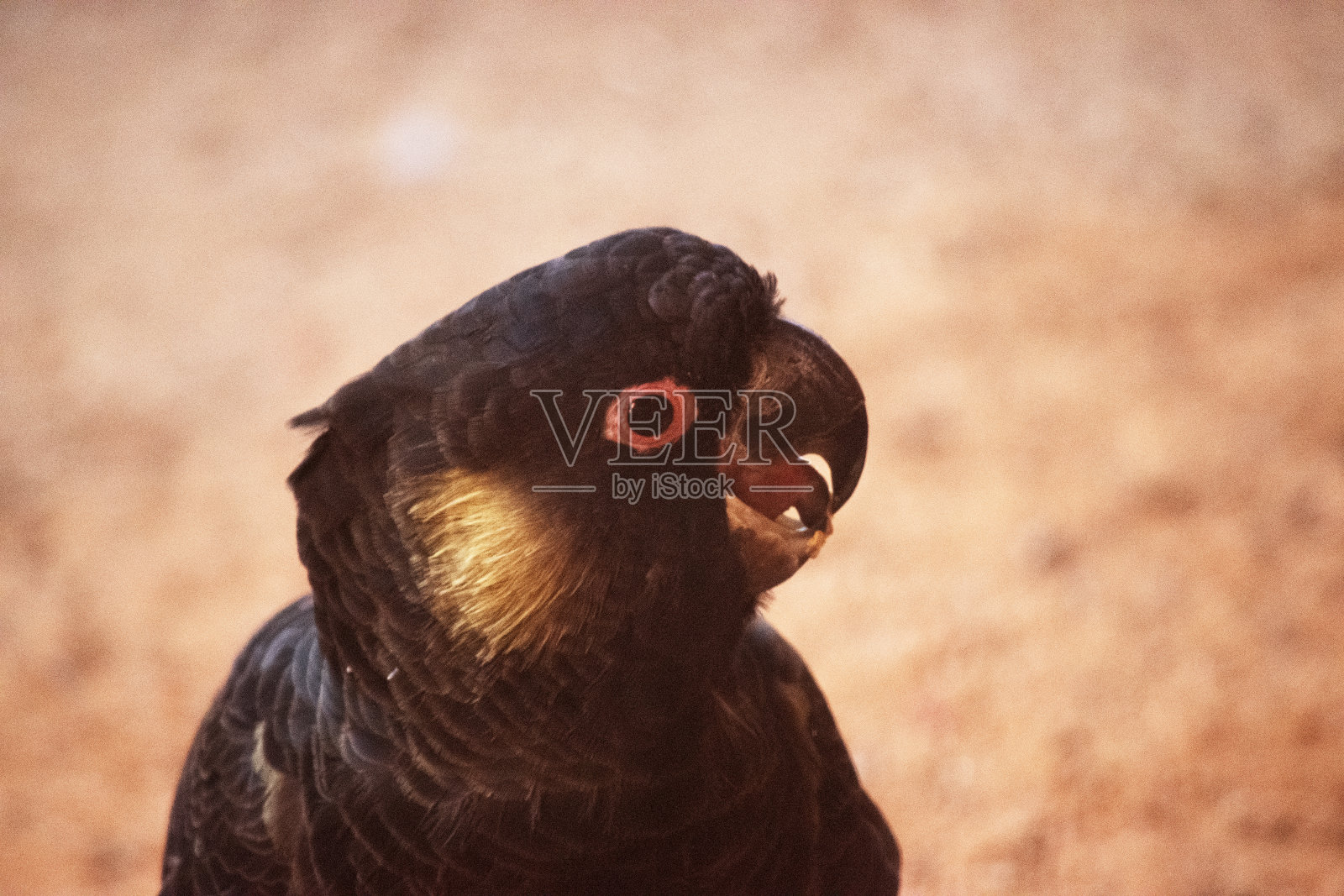 这是一只黄尾黑凤头鹦鹉的特写照片摄影图片