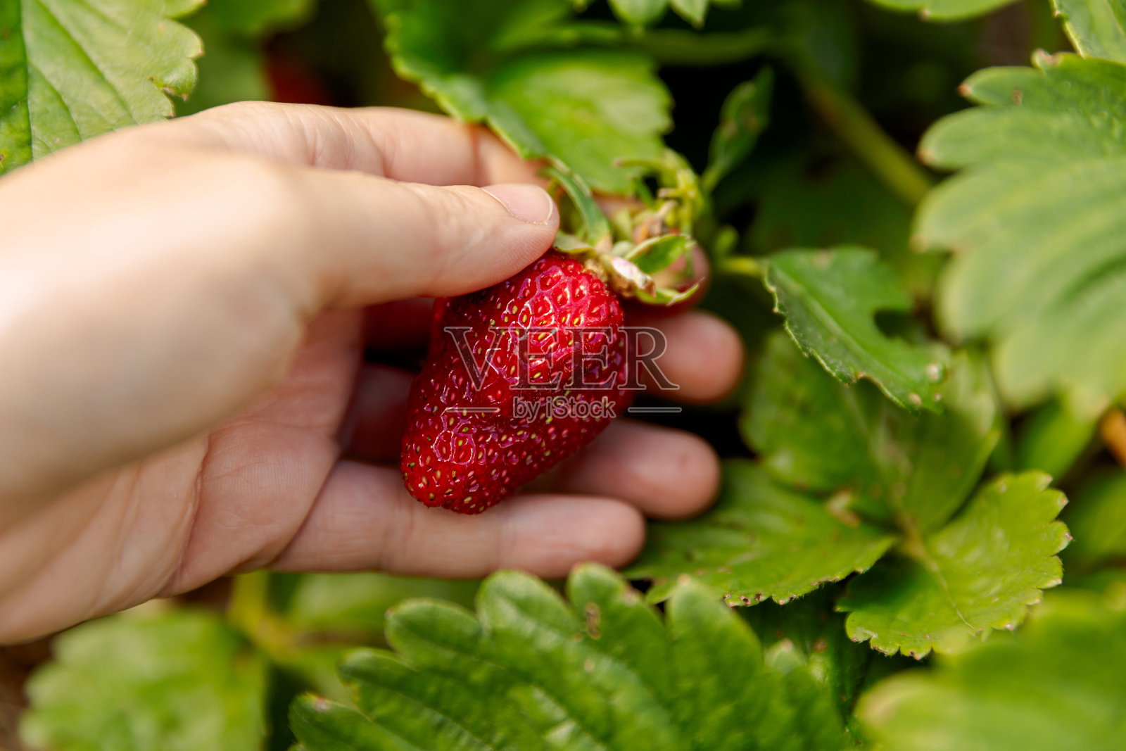 园艺和农业的概念。农场女工在花园里用手收割红熟的草莓。在田间农场采摘草莓浆果的妇女。生态健康有机自产食品概念。照片摄影图片