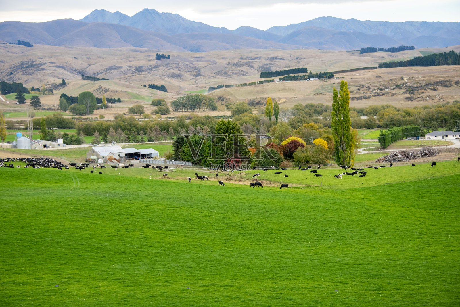 坎特伯雷地区的牧场照片摄影图片