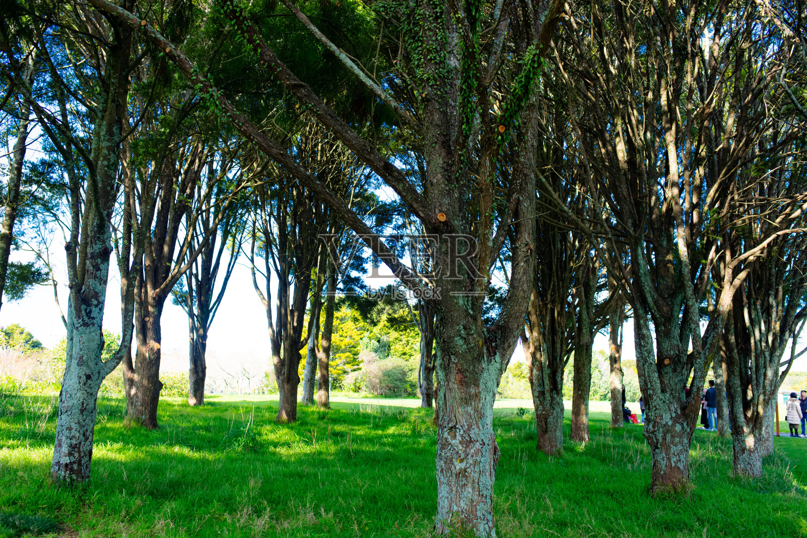 阳光明媚的一天，新西兰奥克兰植物园。照片摄影图片