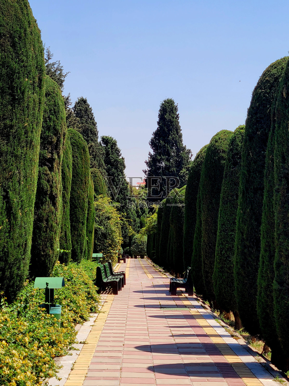 穿过设拉子雪松树的小路照片摄影图片