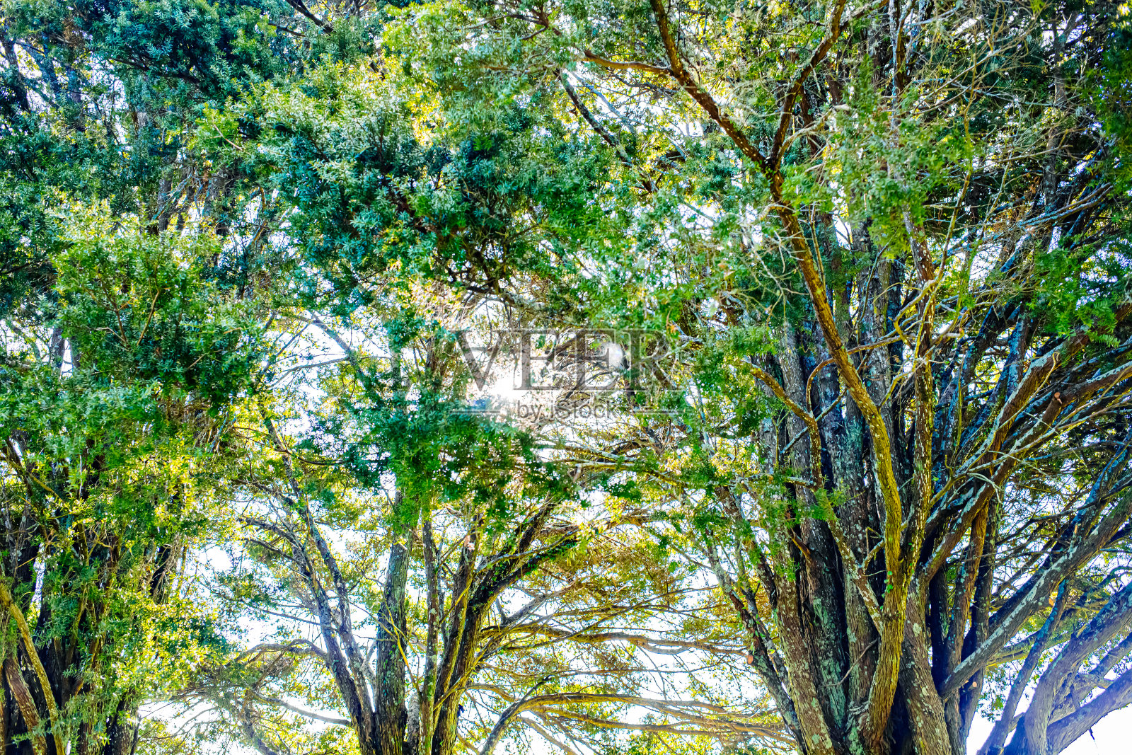 阳光明媚的一天，新西兰奥克兰植物园。照片摄影图片