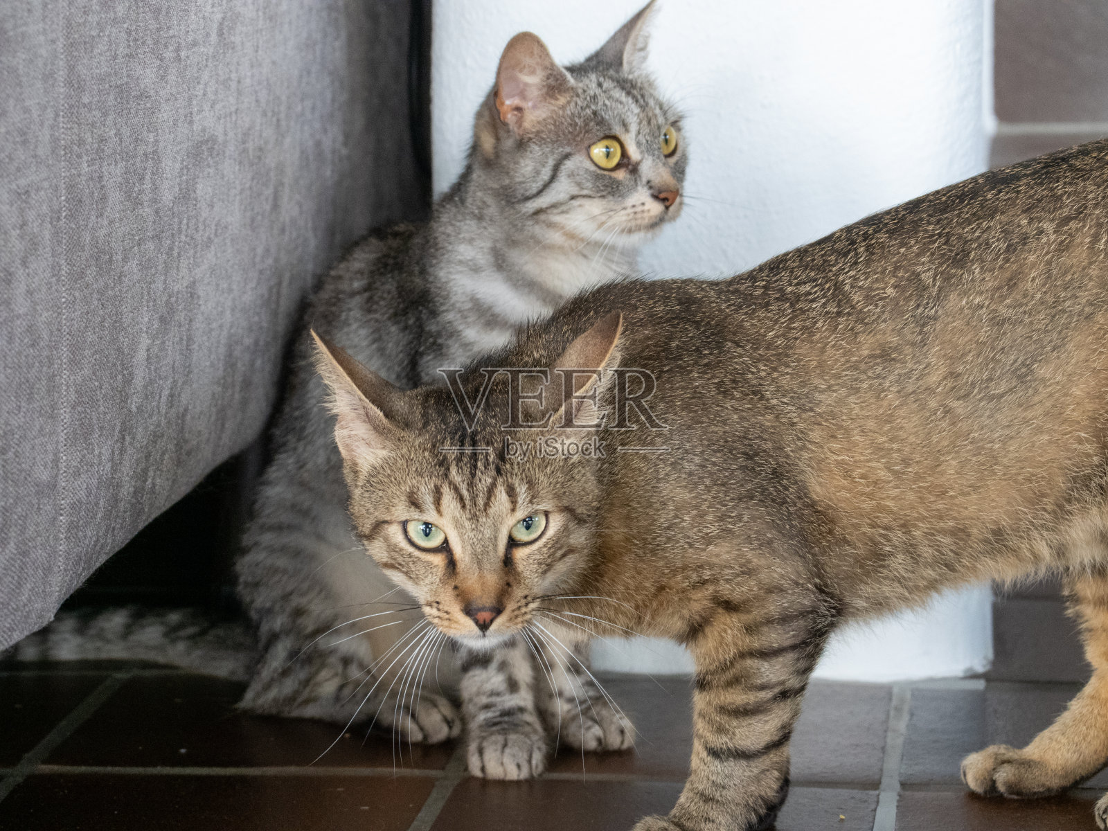 Junge Katzen niedliche Katzen im neuen zuhause，照片摄影图片