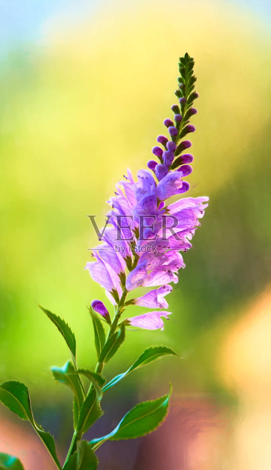 粉红色的维吉尼亚花，插在花瓶里照片摄影图片