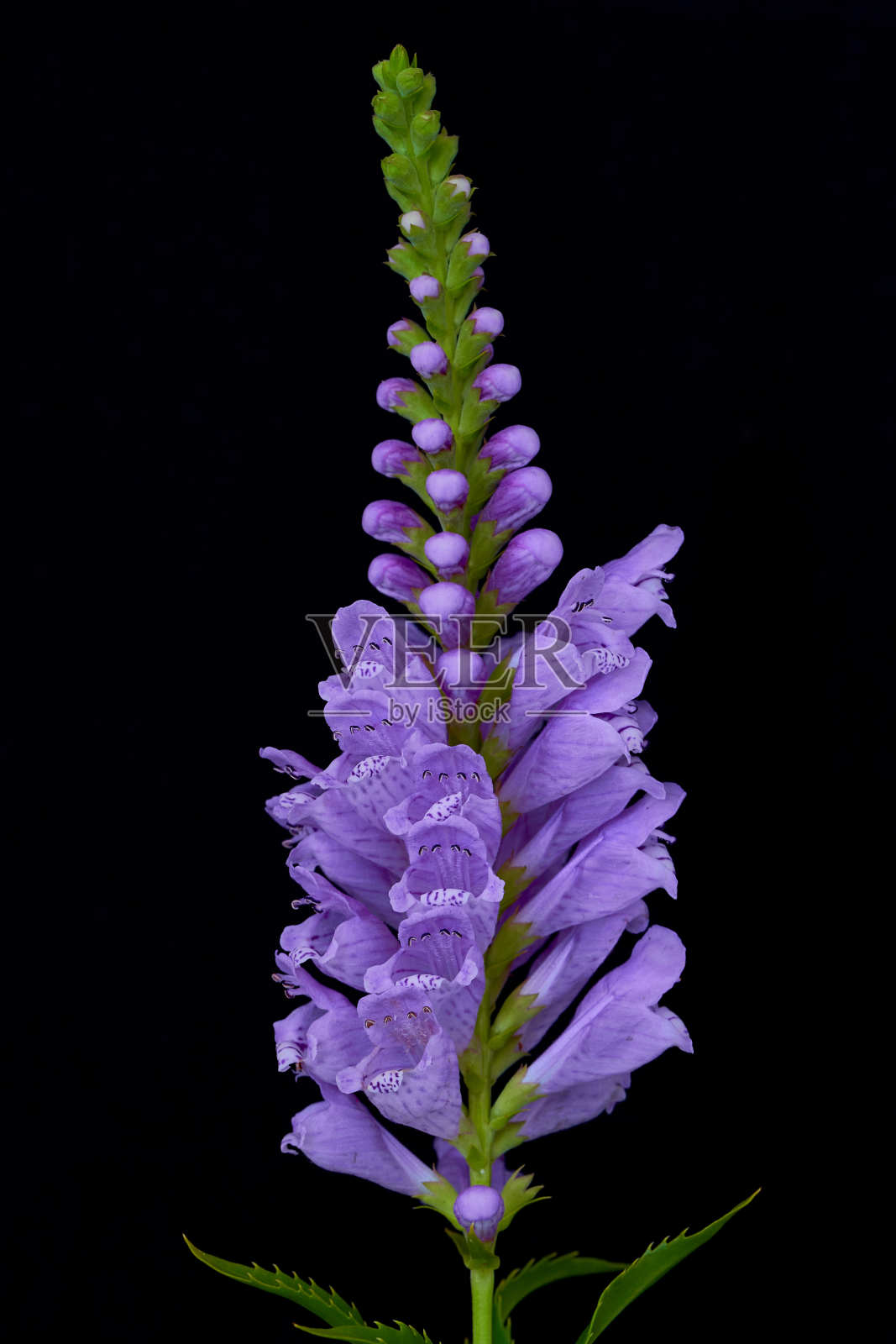 粉红色的维吉尼亚花，插在花瓶里照片摄影图片