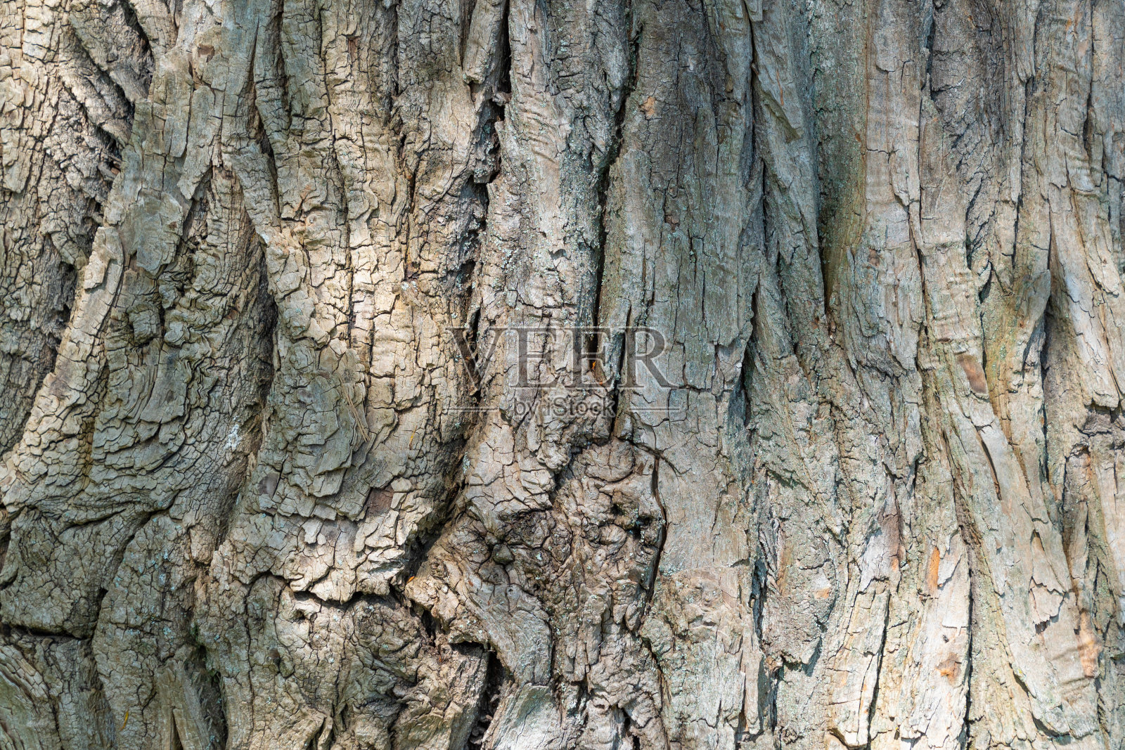 树干，特写。树皮纹理。自然背景。粗糙的，有裂纹的表面照片摄影图片