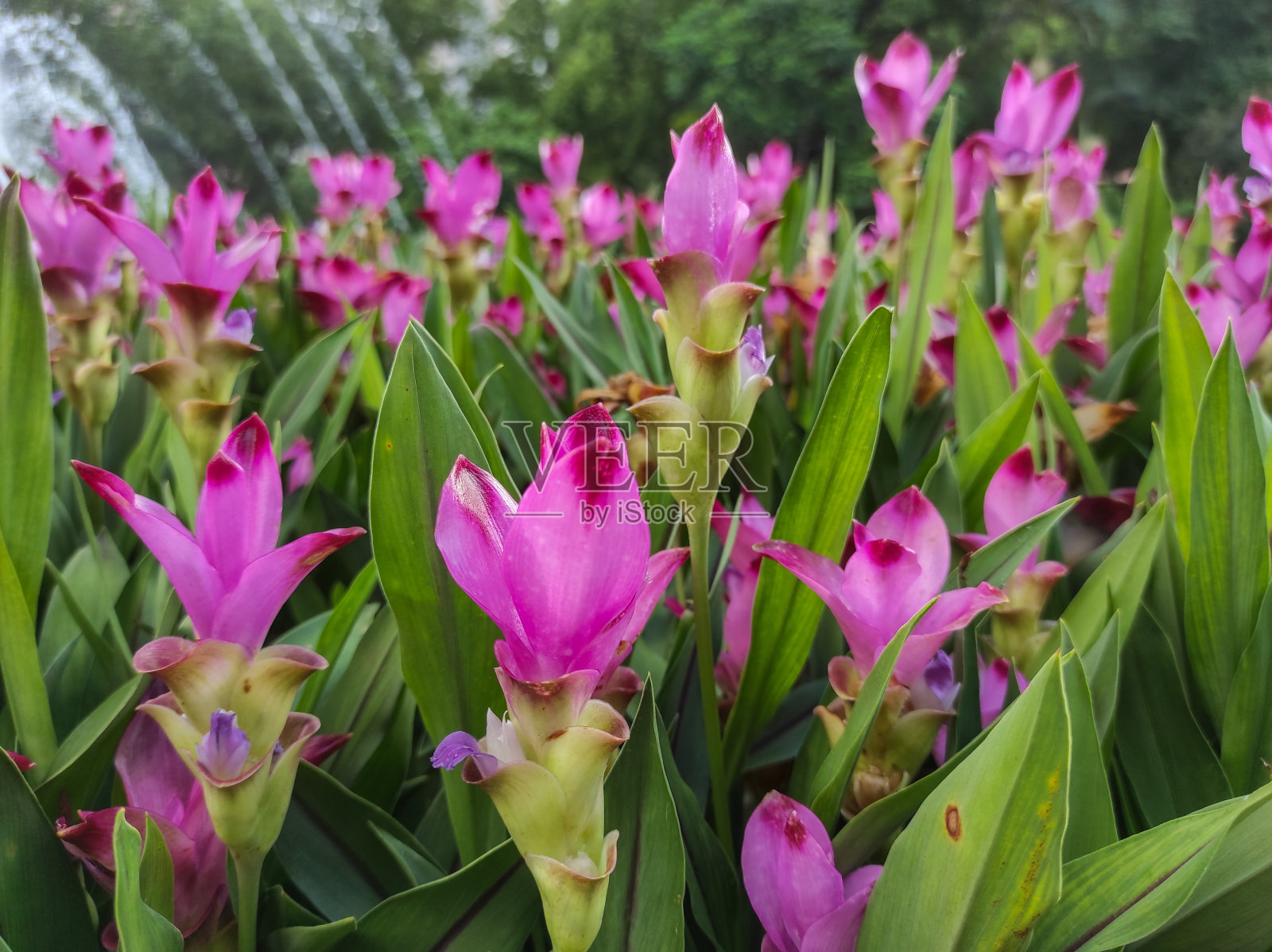 姜黄，暹罗郁金香或夏郁金香照片摄影图片