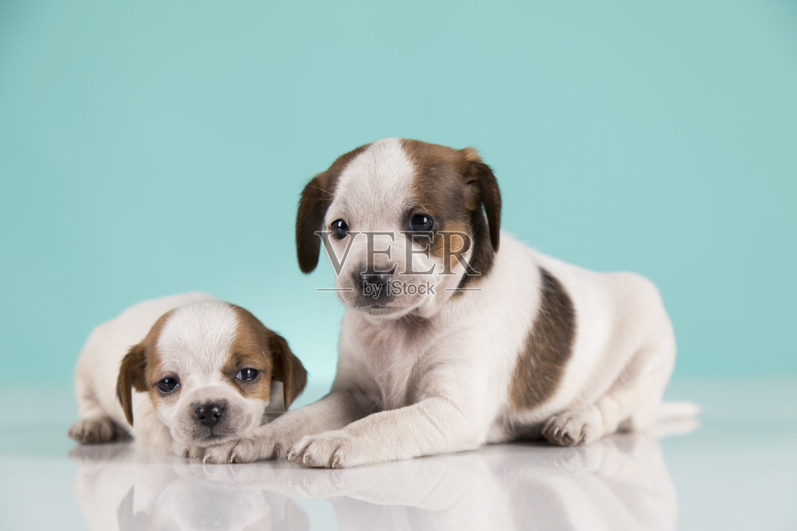 二是小狗、小狗、动物的概念照片摄影图片