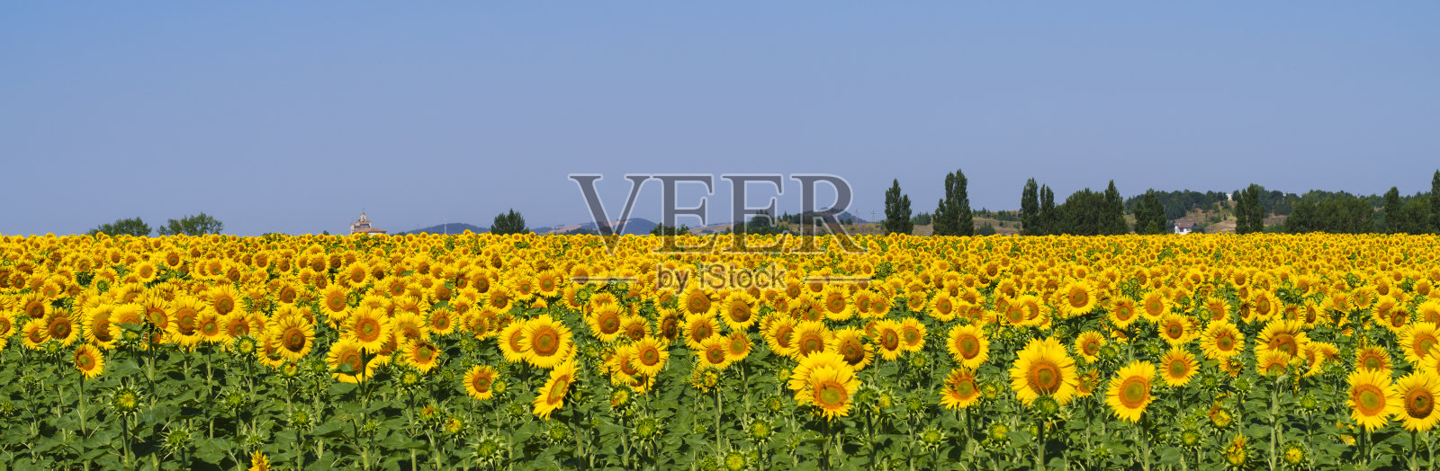 向日葵。巴斯克地区Llanada Alavesa的向日葵田。照片摄影图片