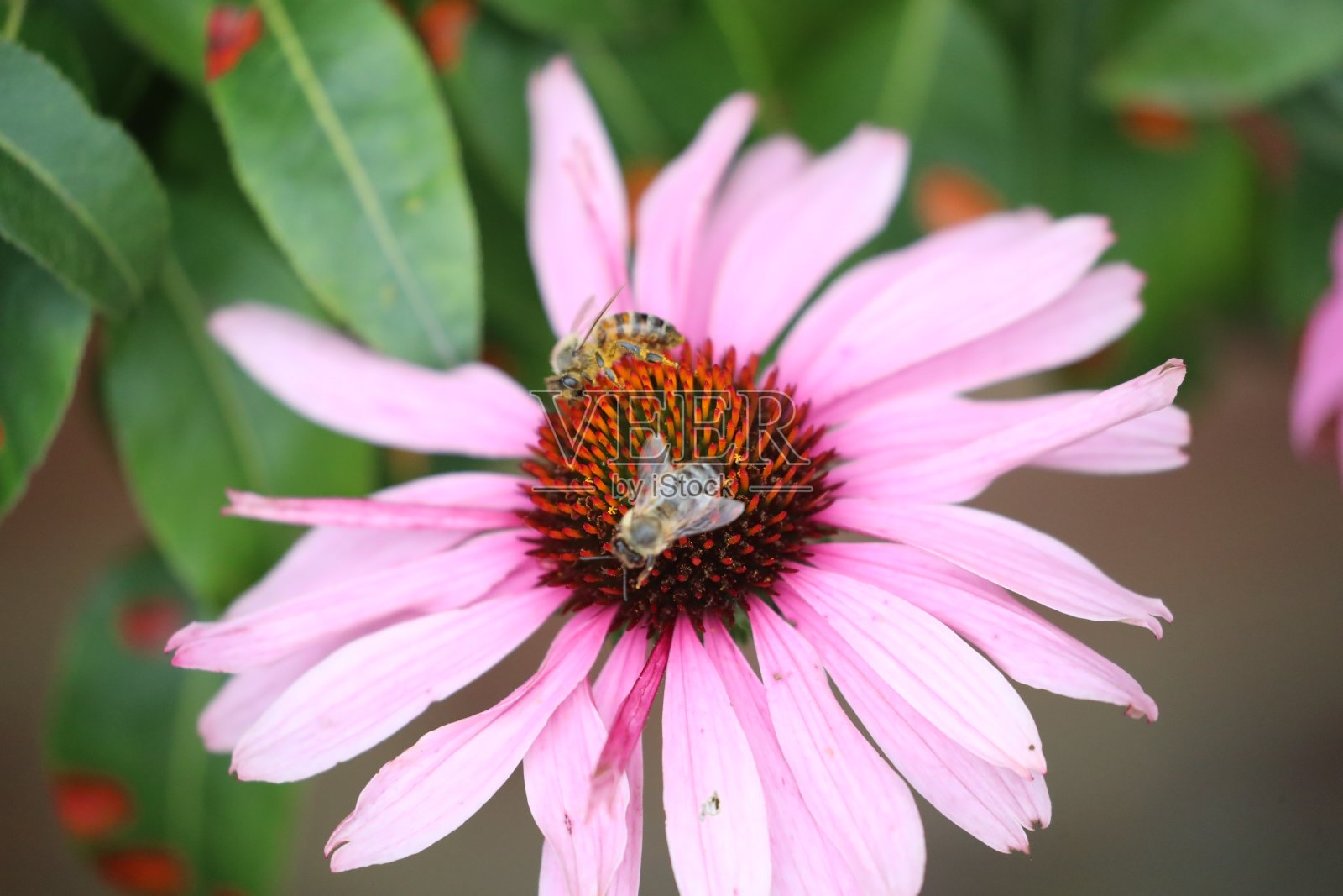 粉色花瓣的特写照片摄影图片