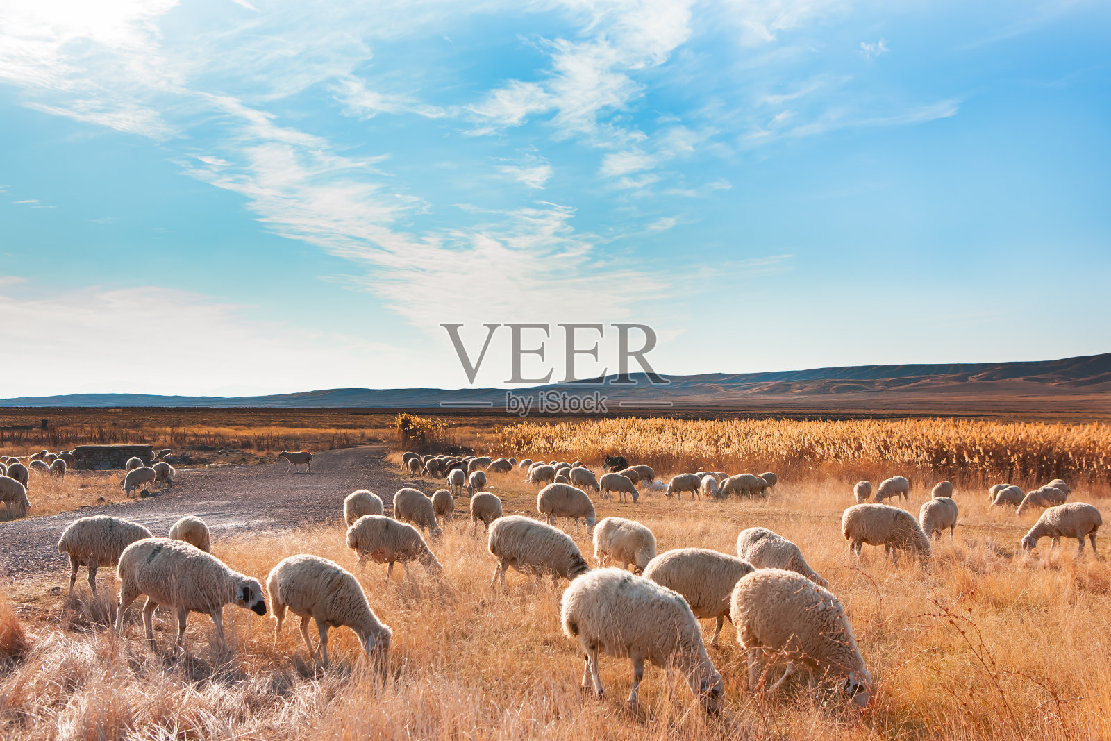 一群羊在山上吃草，夕阳西下照片摄影图片