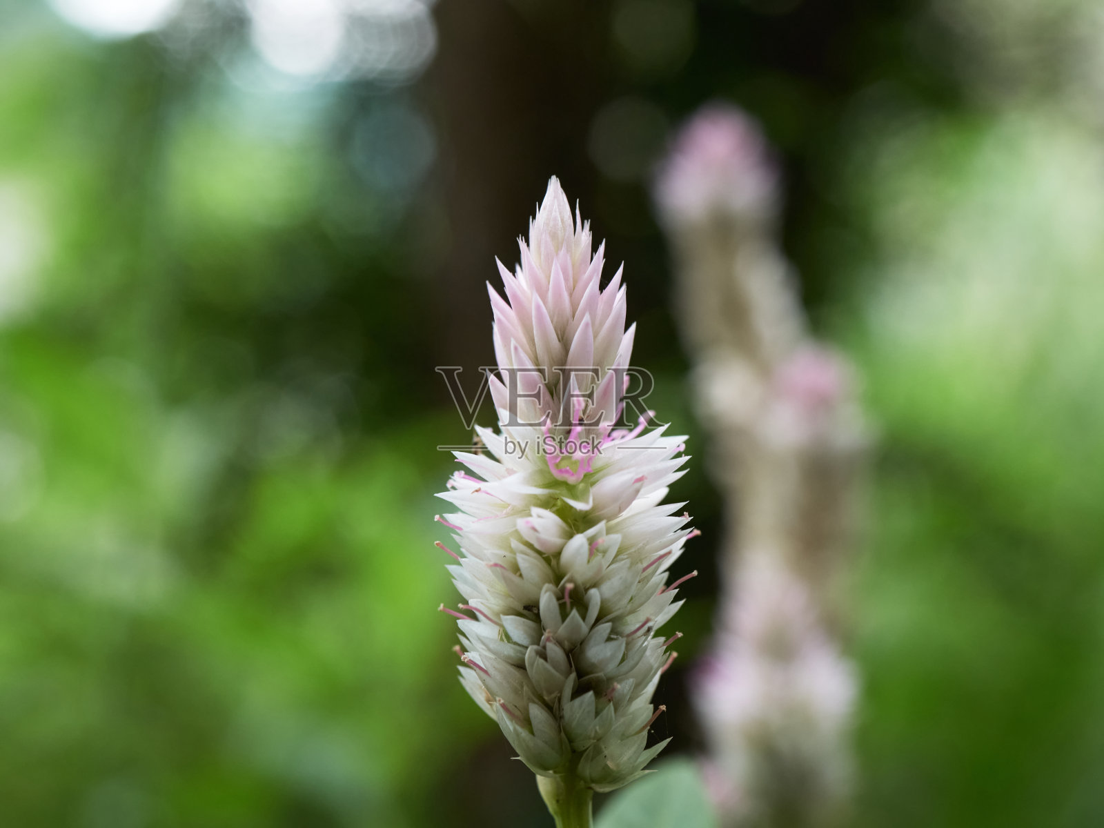 野花照片摄影图片