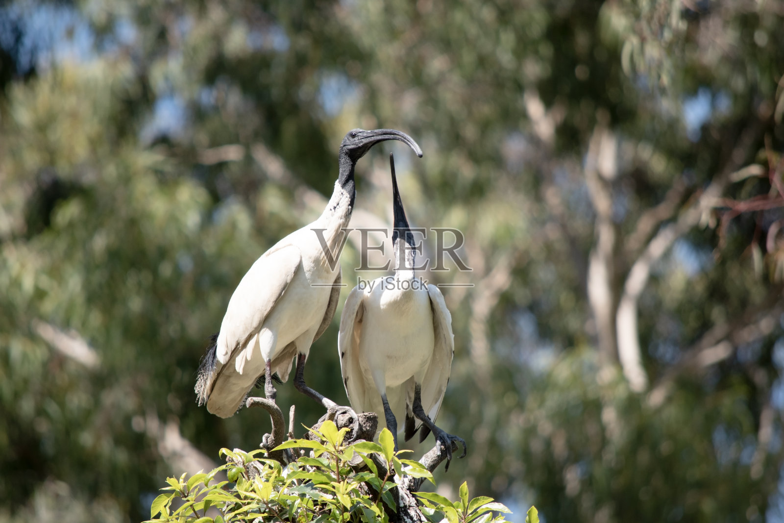 这只白鹮正在喂她的幼鸟照片摄影图片