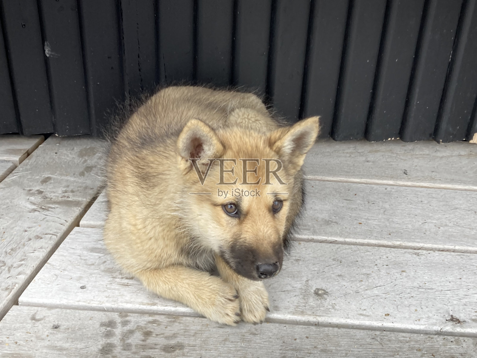 格陵兰雪橇狗照片摄影图片