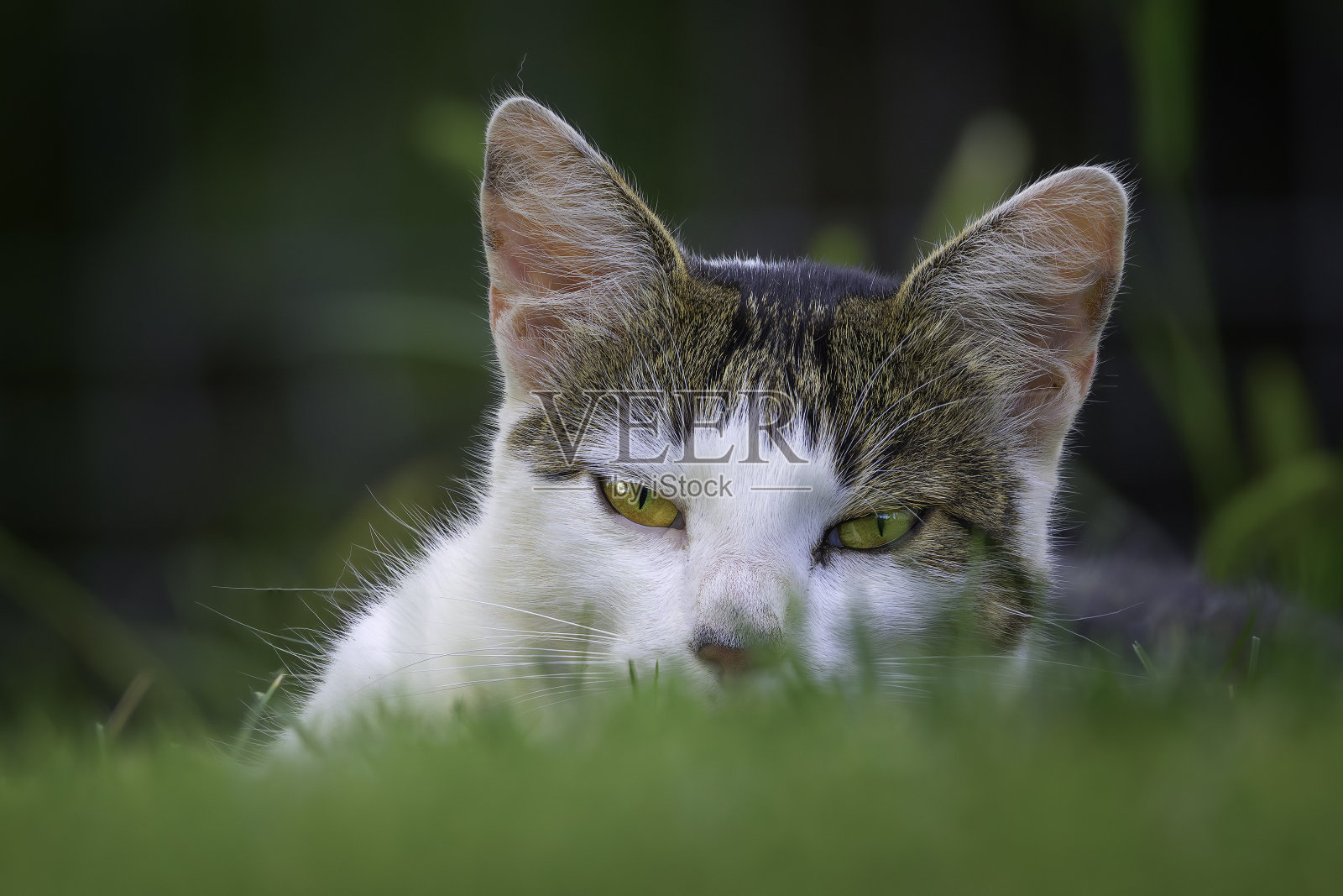 家虎斑猫在草坪上的画像照片摄影图片