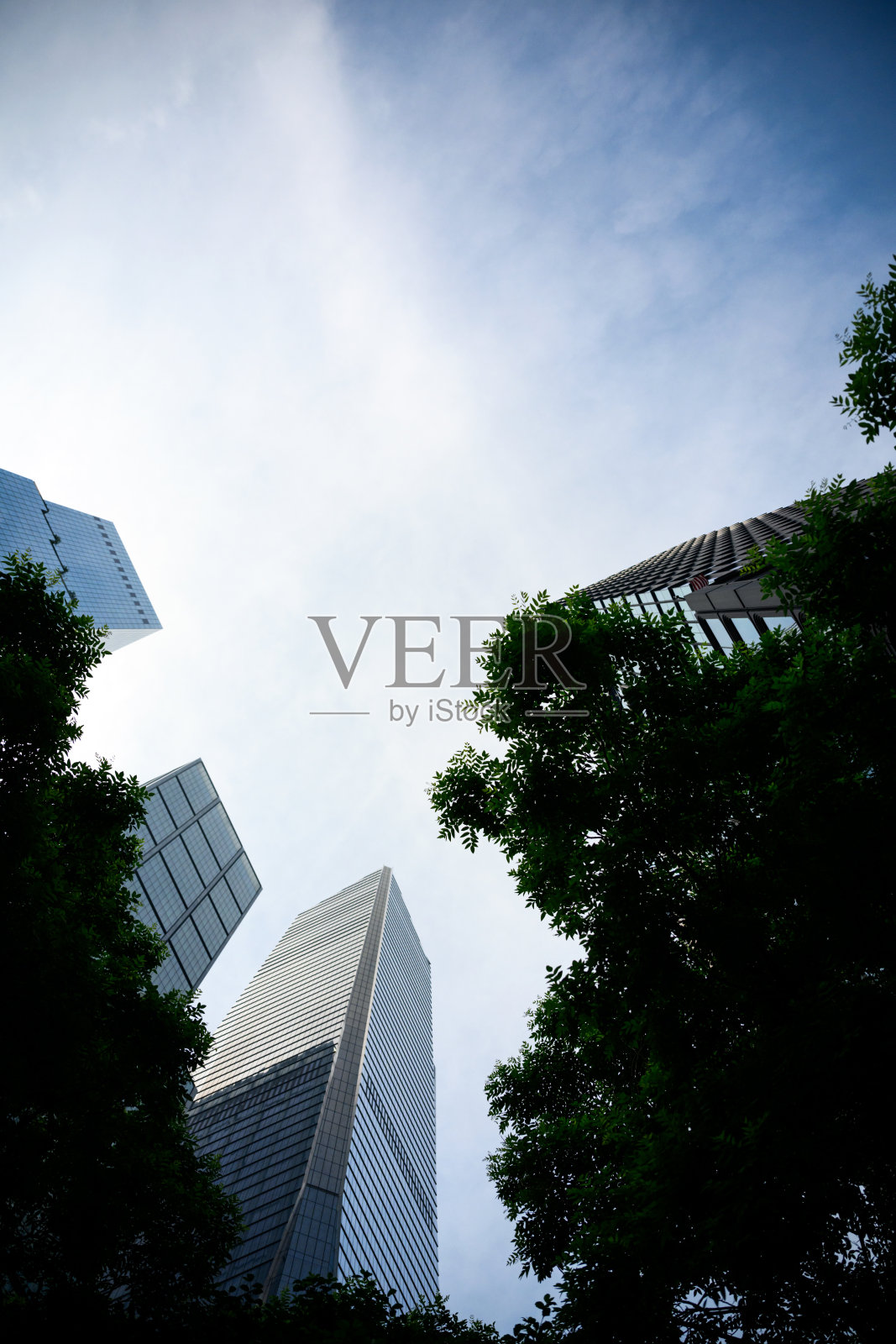 纽约哈德逊城市广场高耸的树木照片摄影图片