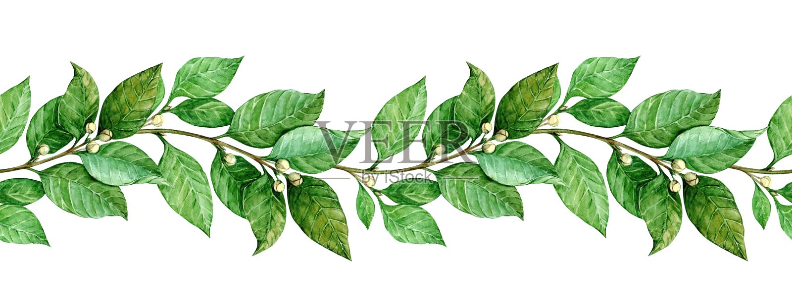 月桂无缝花纹。水平边界与绿叶。手绘水彩插图的邀请，问候，照片，文字。古色古香，象征胜利、收获。插画图片素材