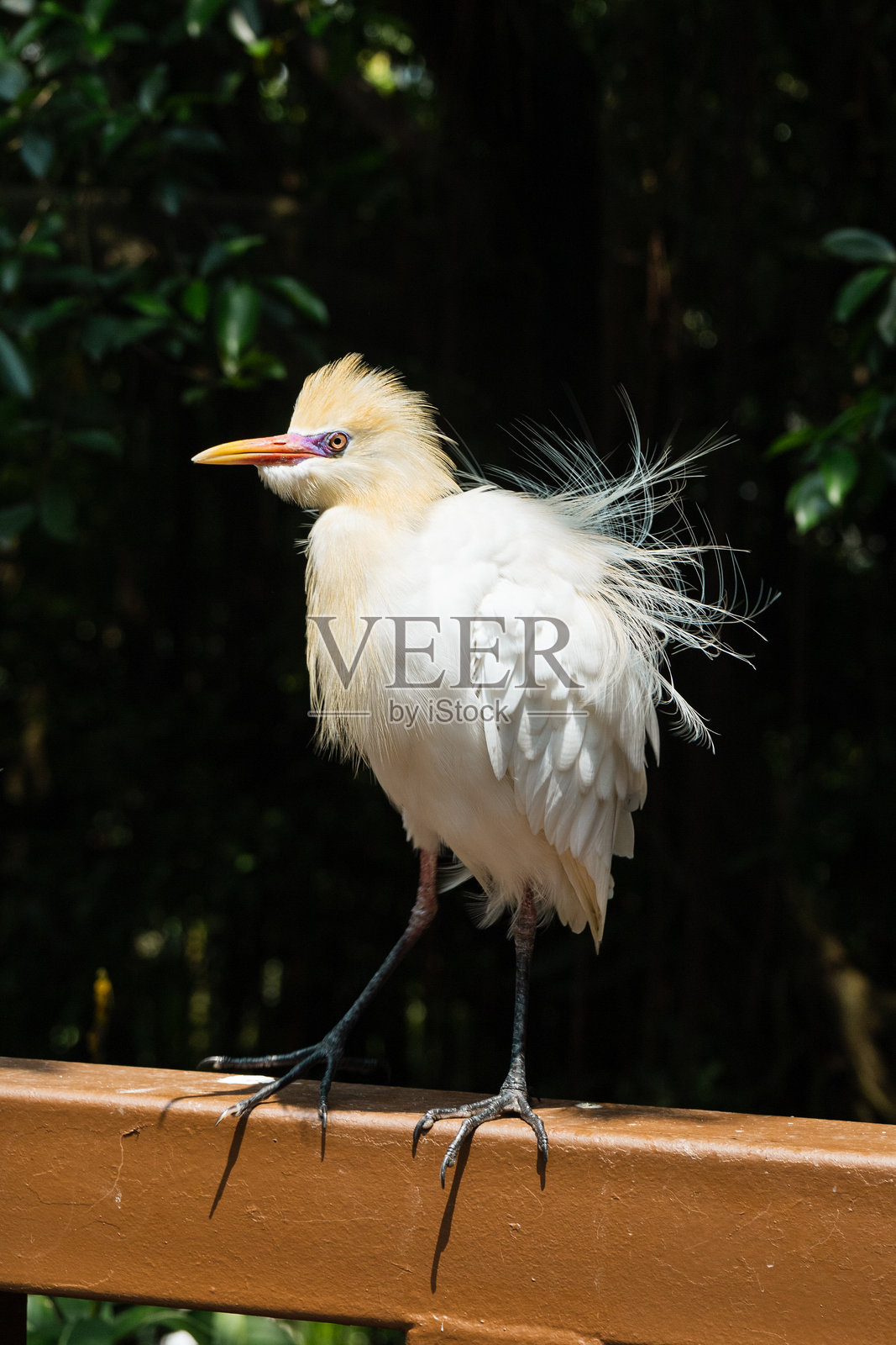 一只埃及苍鹭或朱鹭在森林的背景照片摄影图片