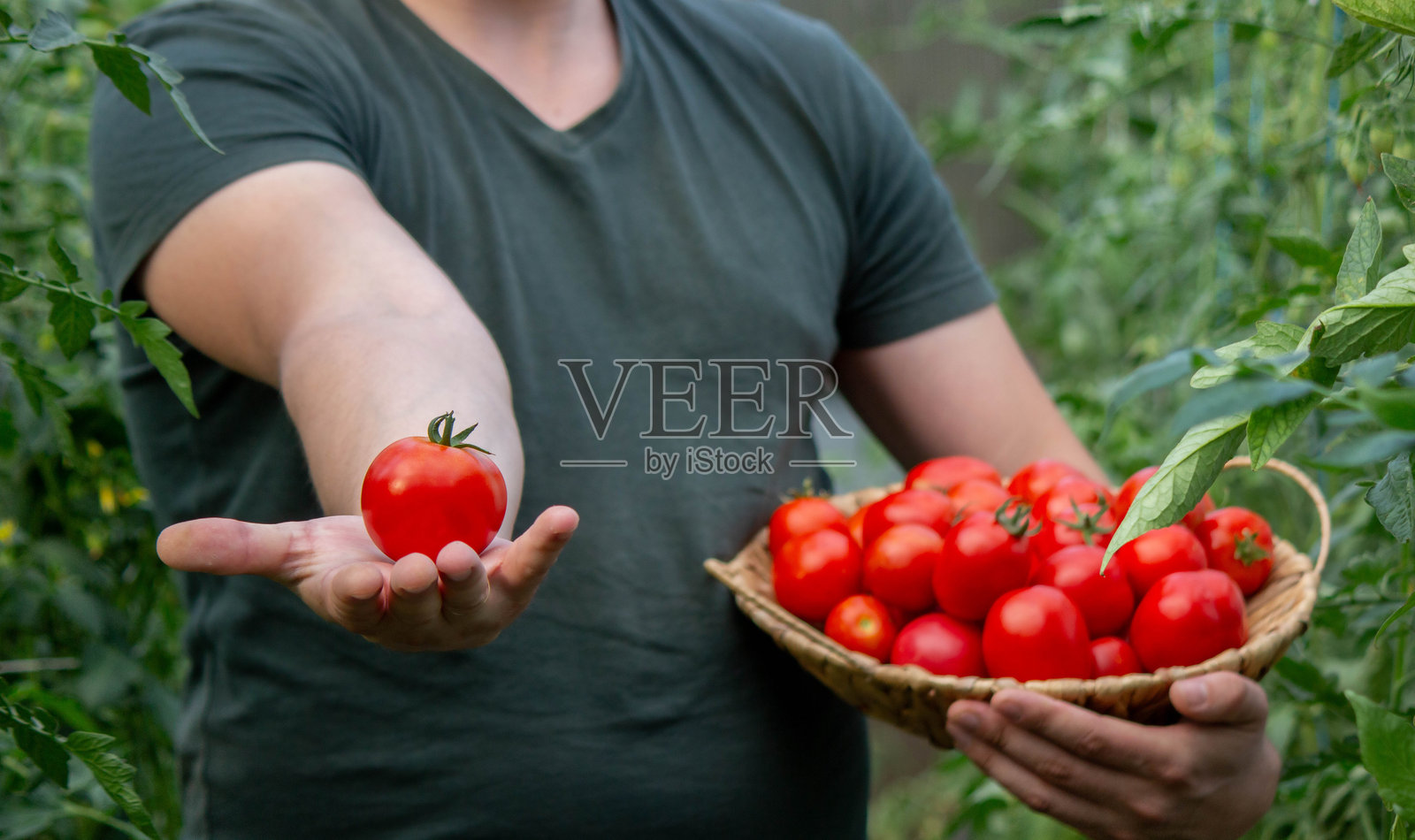 一位男性农民手里拿着西红柿。有选择性的重点照片摄影图片