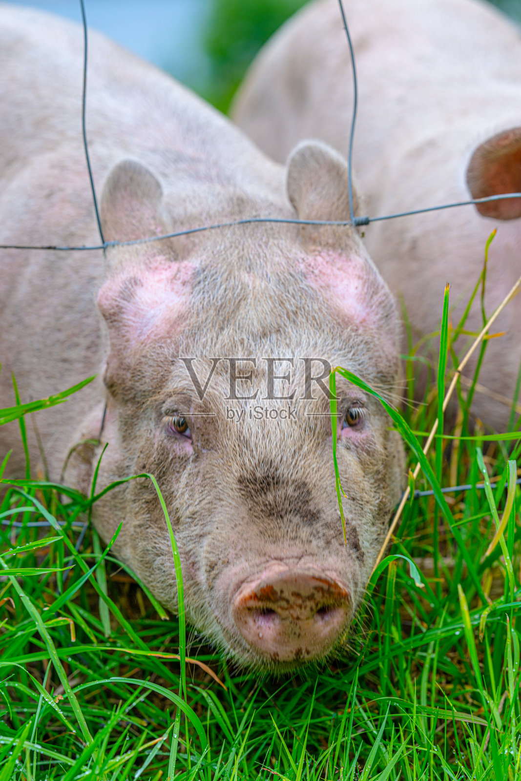 猪从栅栏的开口探出头来。照片摄影图片
