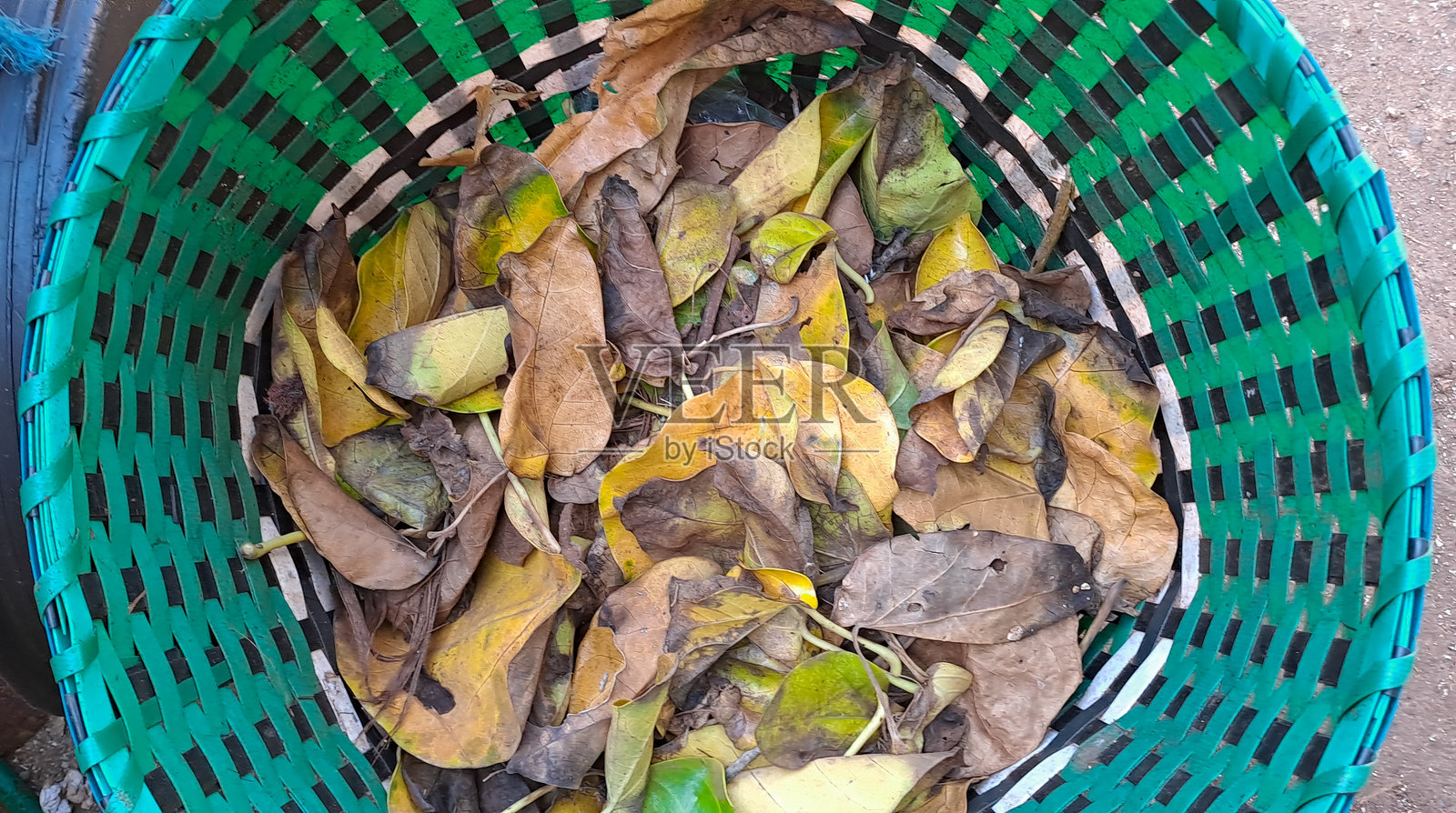 把树叶放在塑料篮子里晾干照片摄影图片