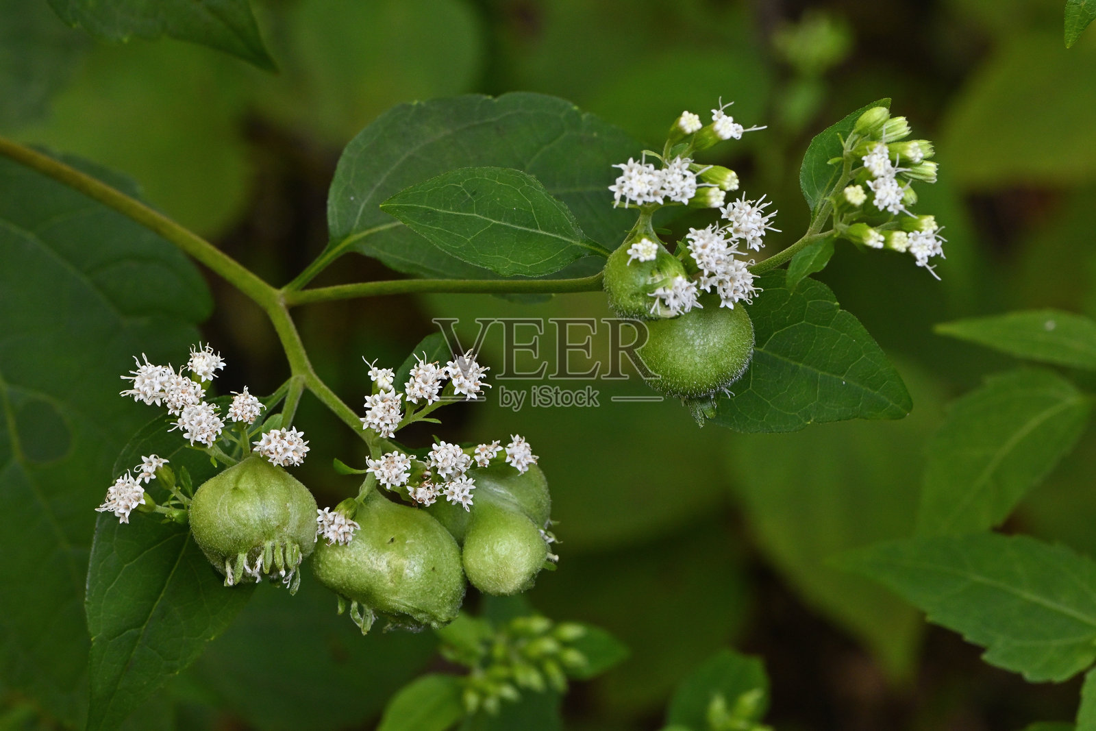 白蛇根上的瘿照片摄影图片