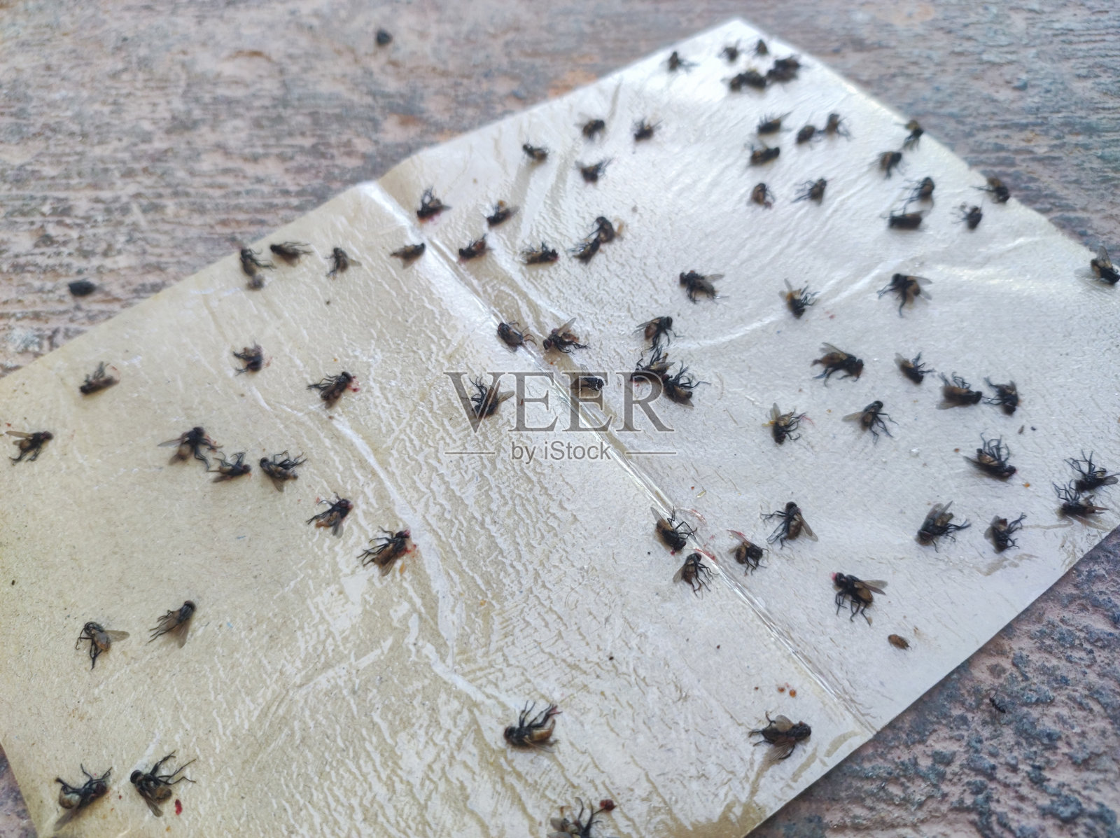 一群苍蝇因为被胶水困住而死亡照片摄影图片