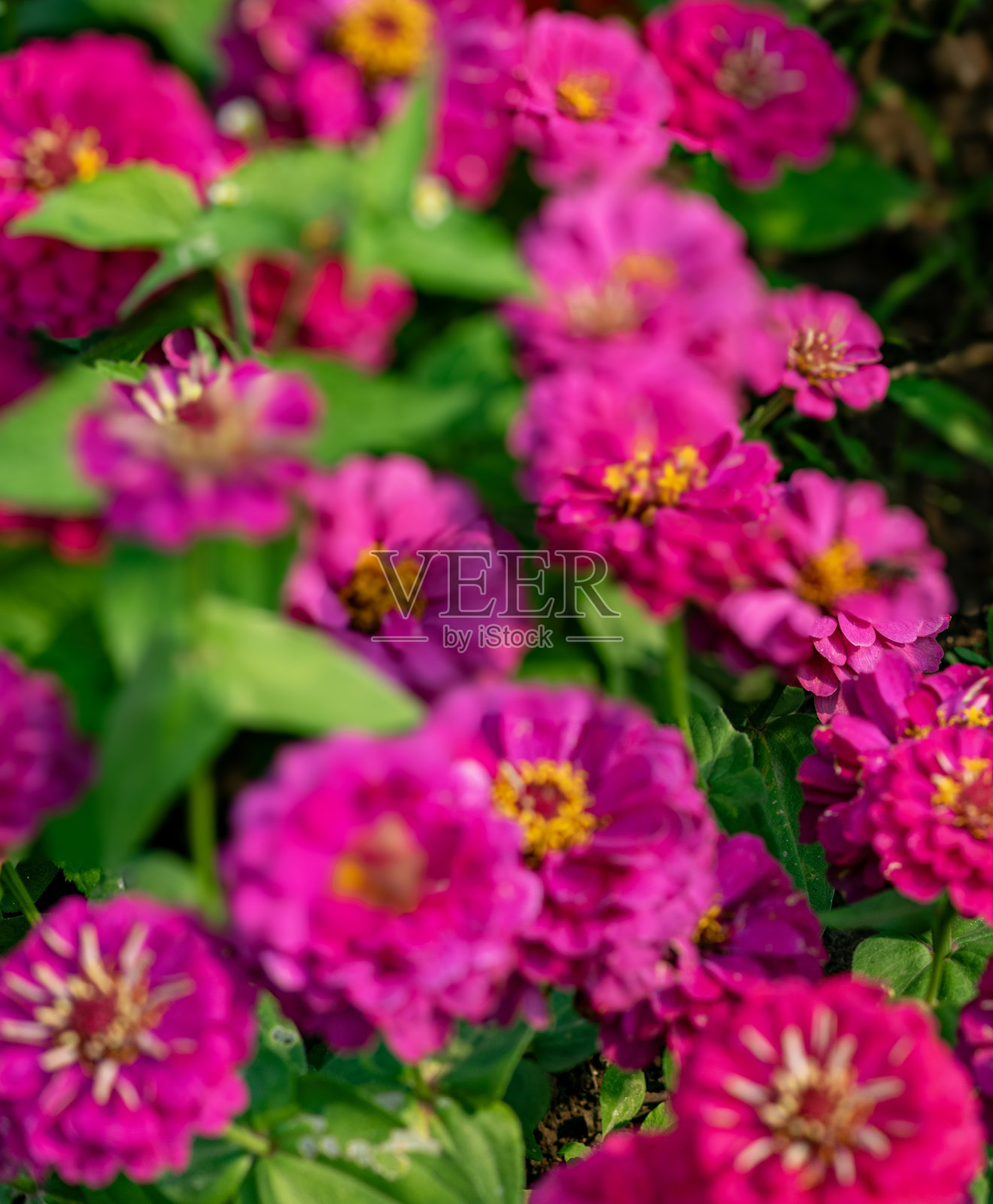 Zinnia照片摄影图片